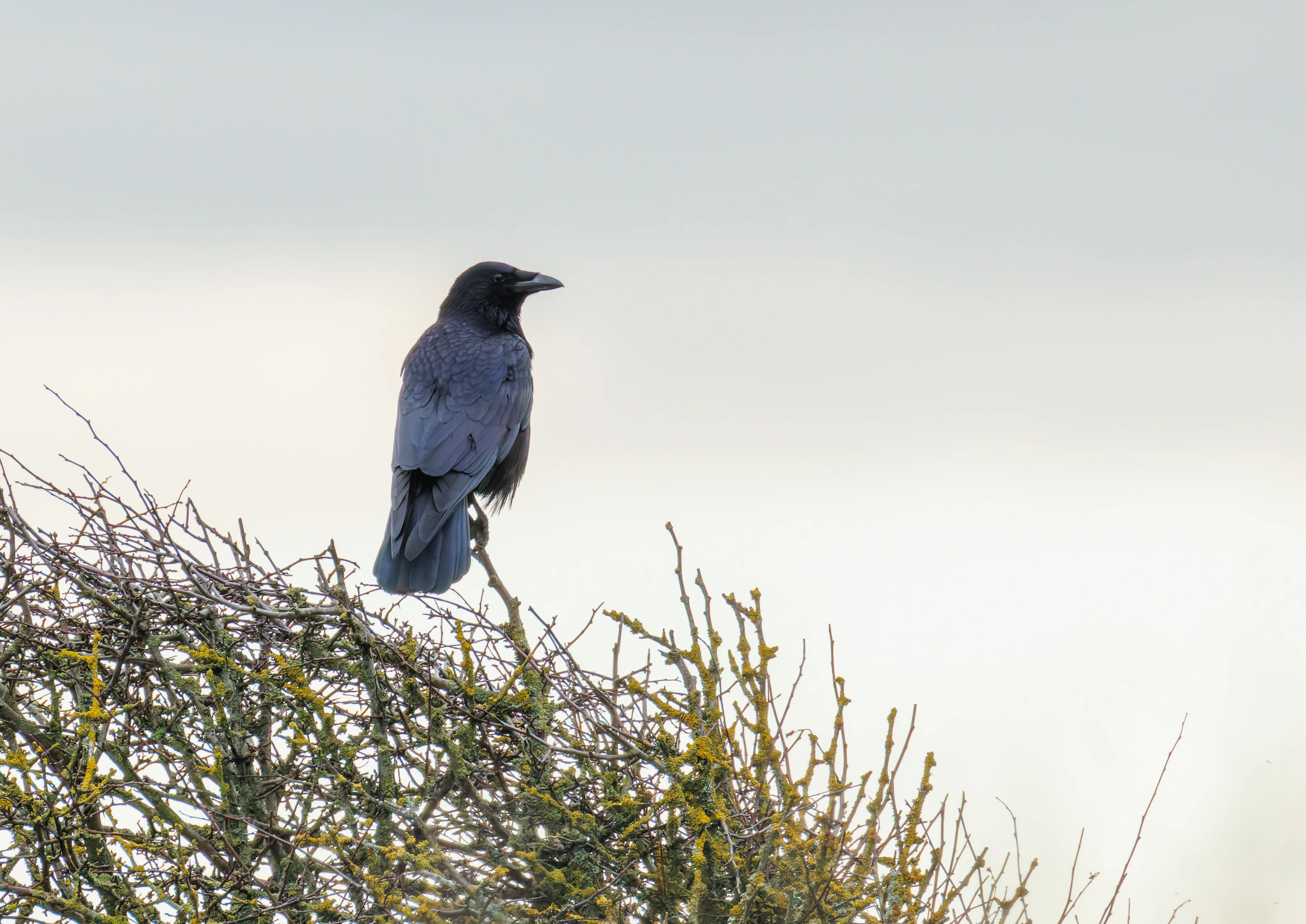 Crow, Keyhaven Lagoon, Lymington, UK — photo by Orlando Prugel-Bennett