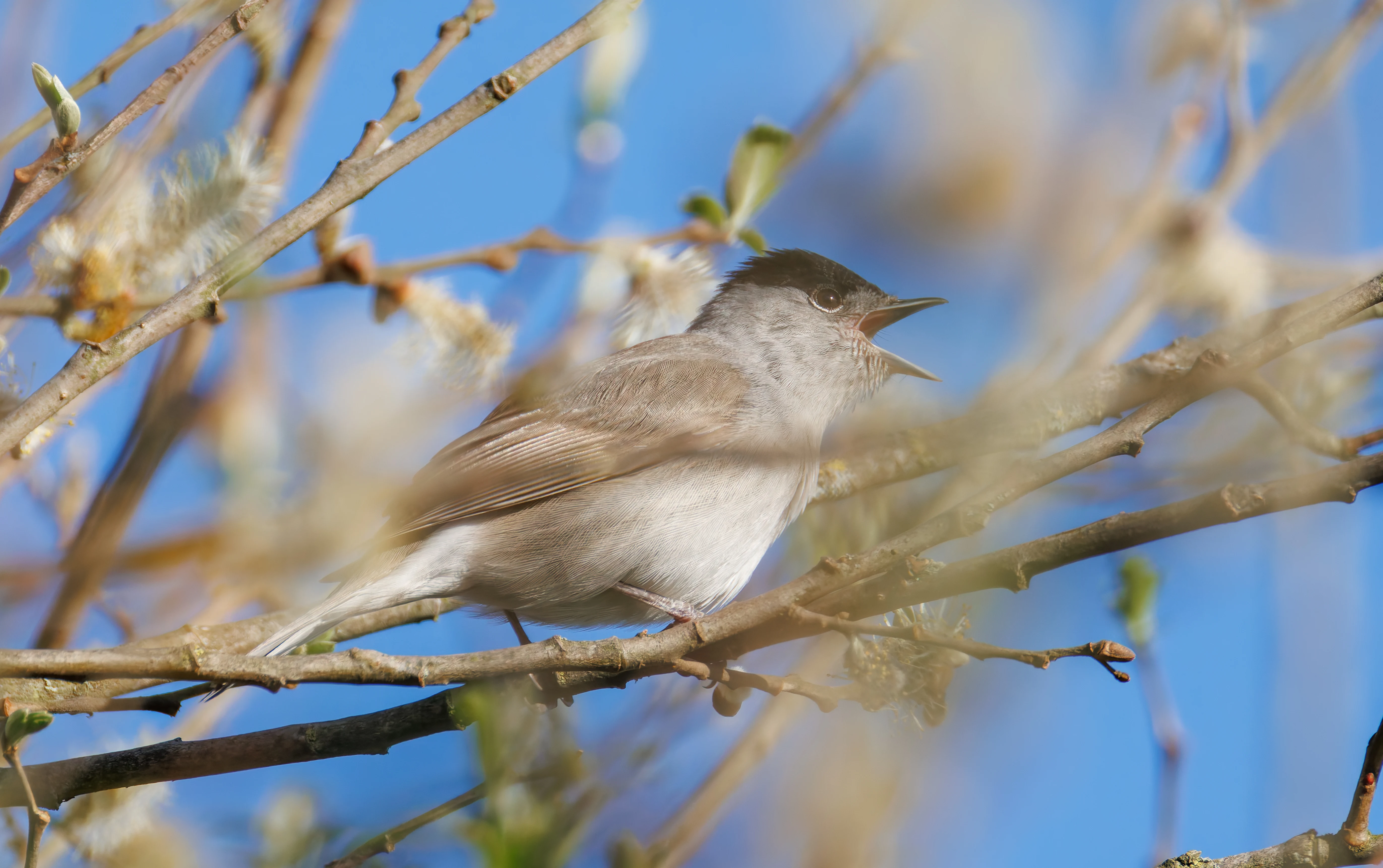 Blackcap, Ham Wall, Ashcott, UK — photo by Orlando Prugel-Bennett