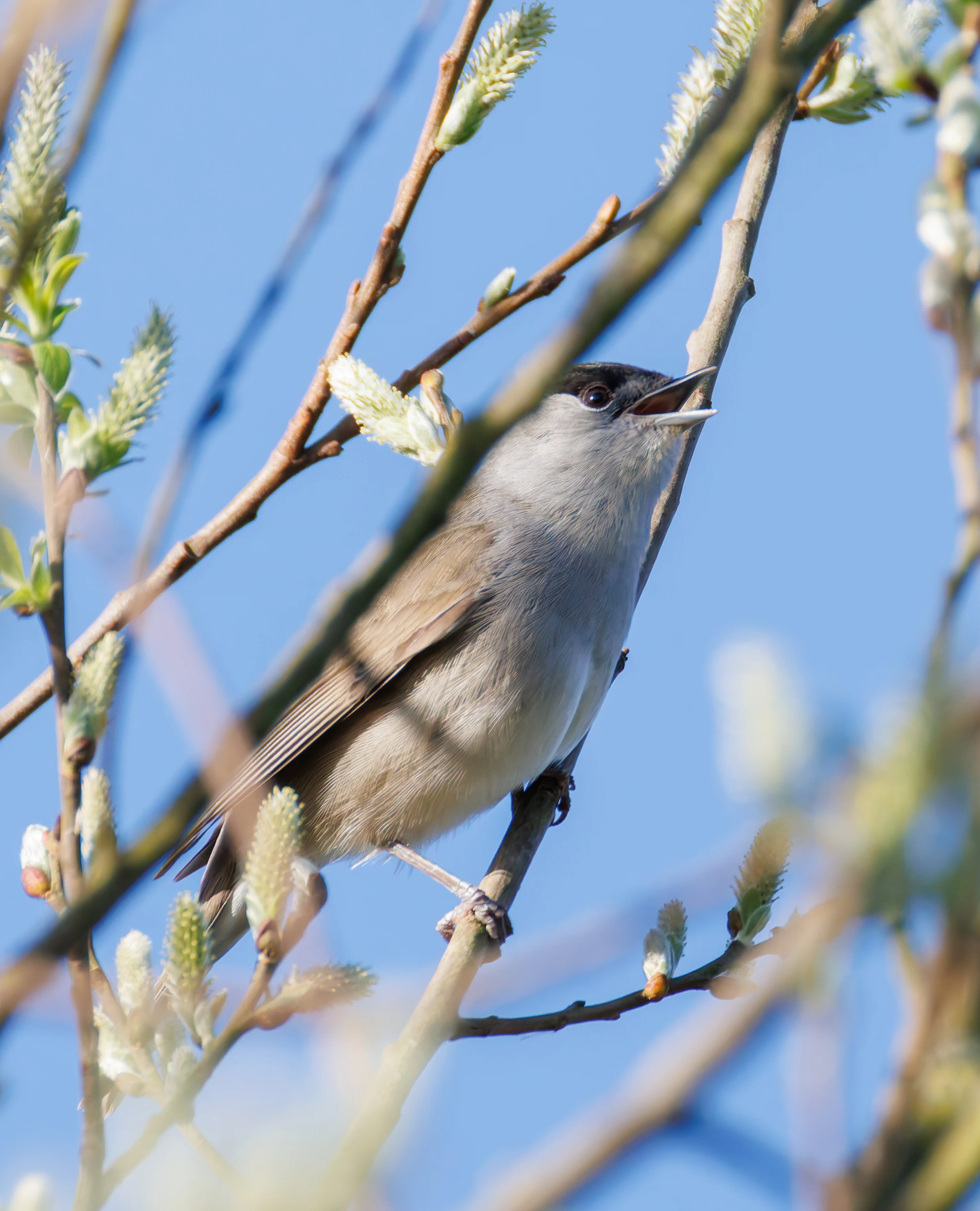 Blackcap, Ham Wall, Ashcott, UK — photo by Orlando Prugel-Bennett