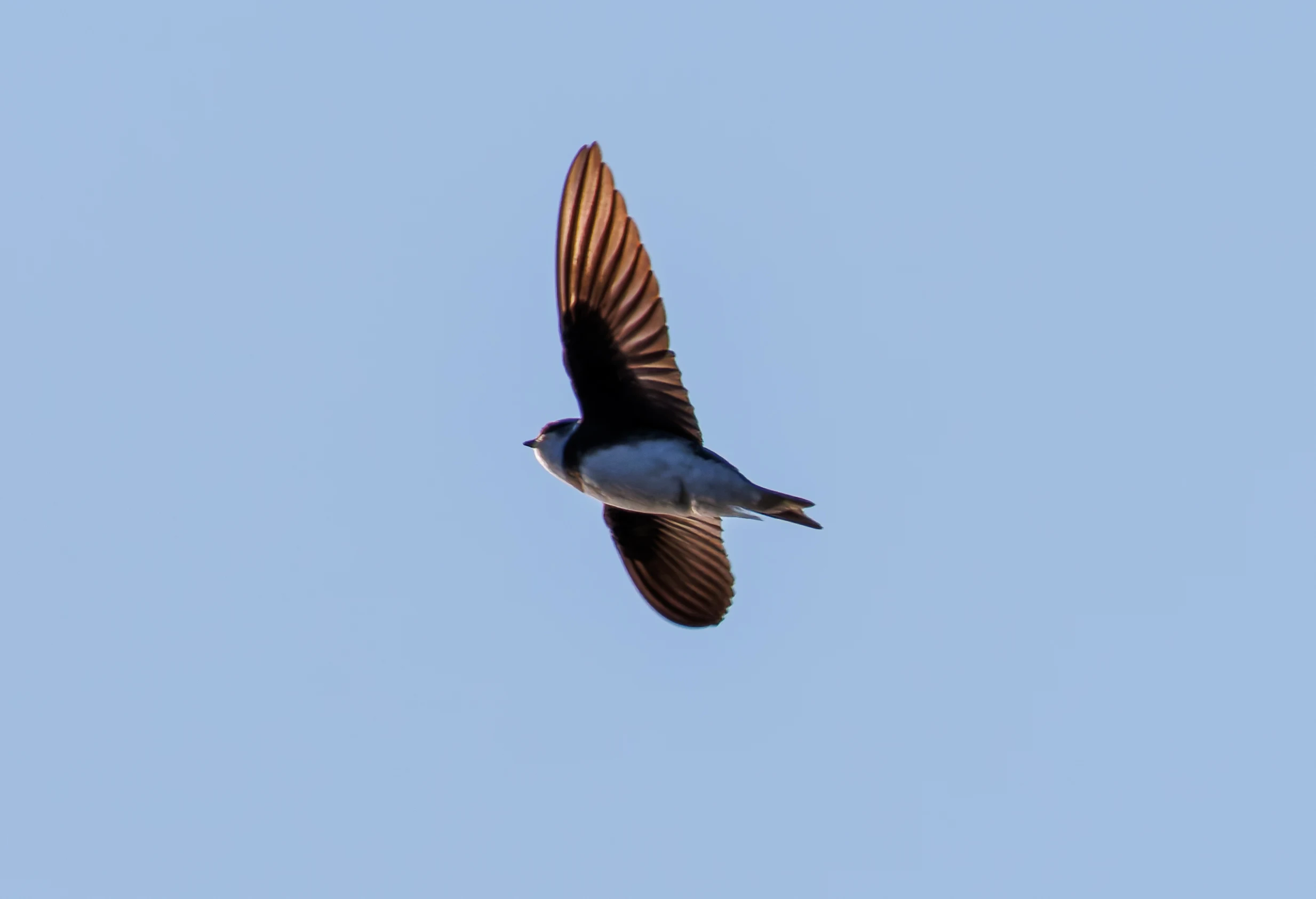 Sand Martin, Ham Wall, Ashcott, UK — photo by Orlando Prugel-Bennett