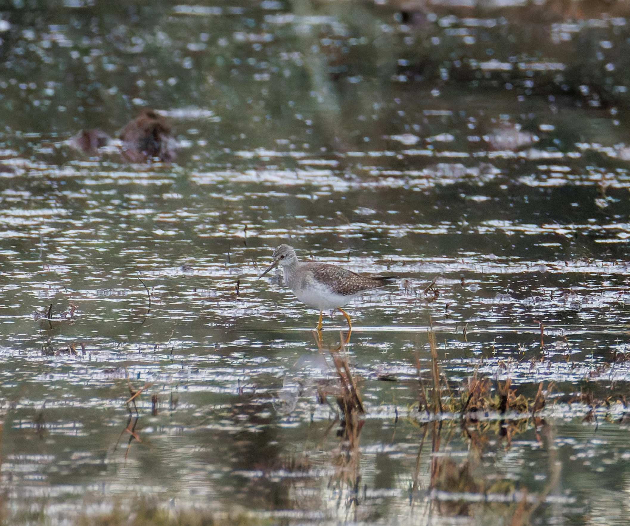 Lesser Yellowlegs, Keyhaven Lagoon, Lymington, UK — photo by Orlando Prugel-Bennett