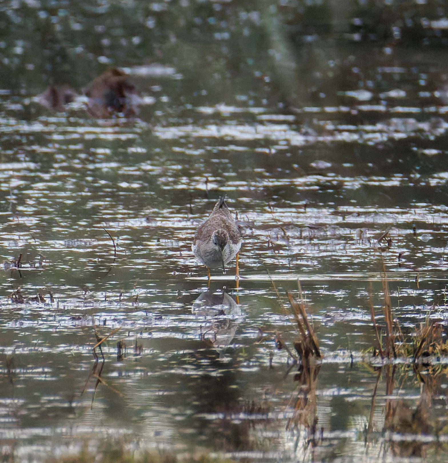 Lesser Yellowlegs, Keyhaven Lagoon, Lymington, UK — photo by Orlando Prugel-Bennett