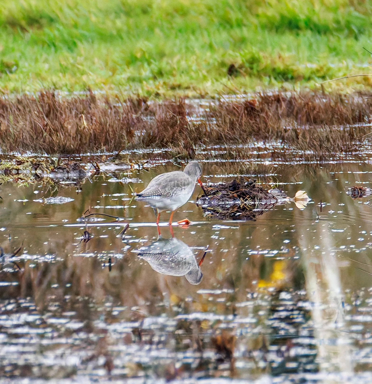 Spotted Redshank, Keyhaven Lagoon, Lymington, UK — photo by Orlando Prugel-Bennett