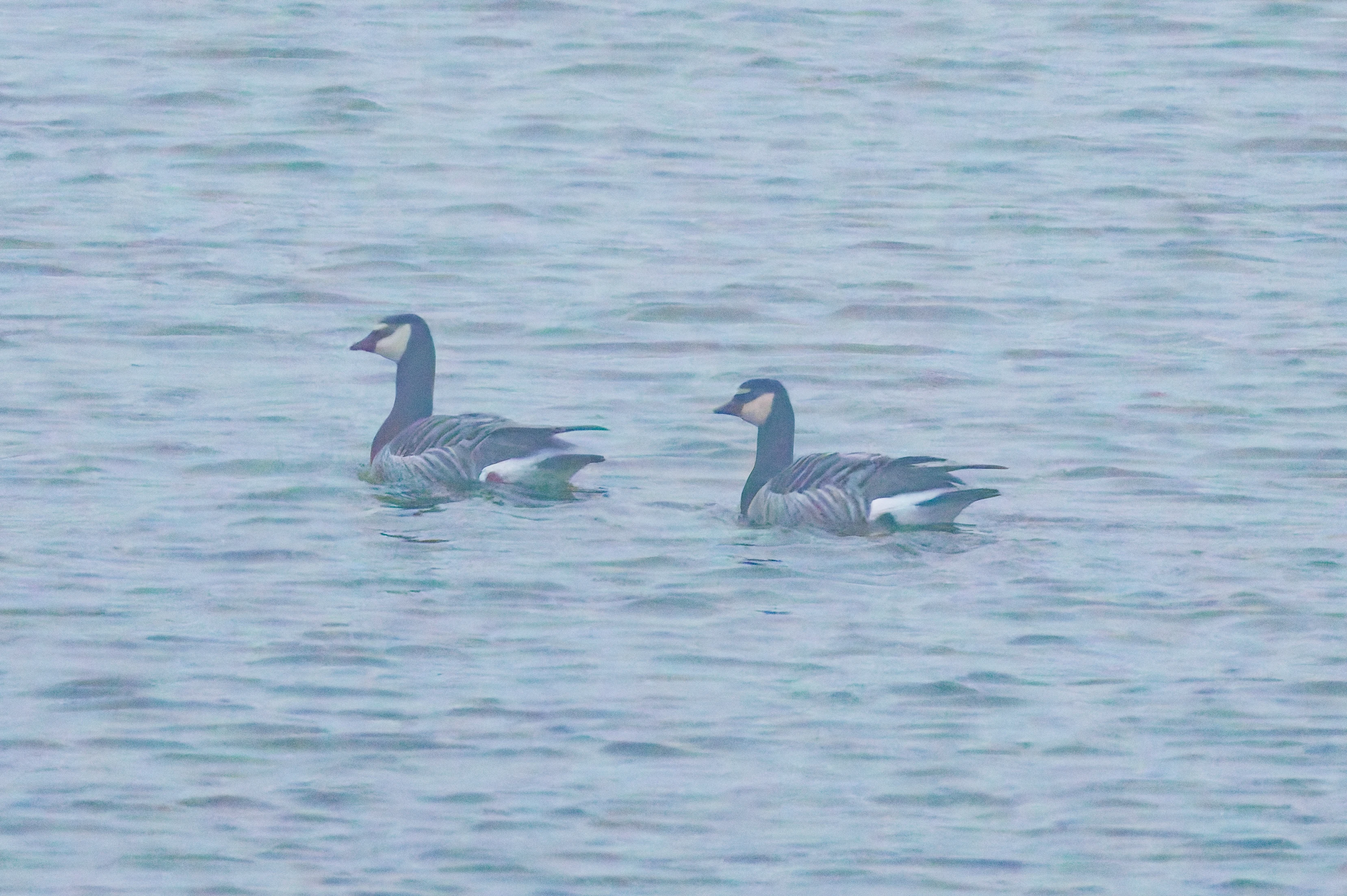 Barnacle Goose, Zeeland, Netherlands — photo by Orlando Prugel-Bennett