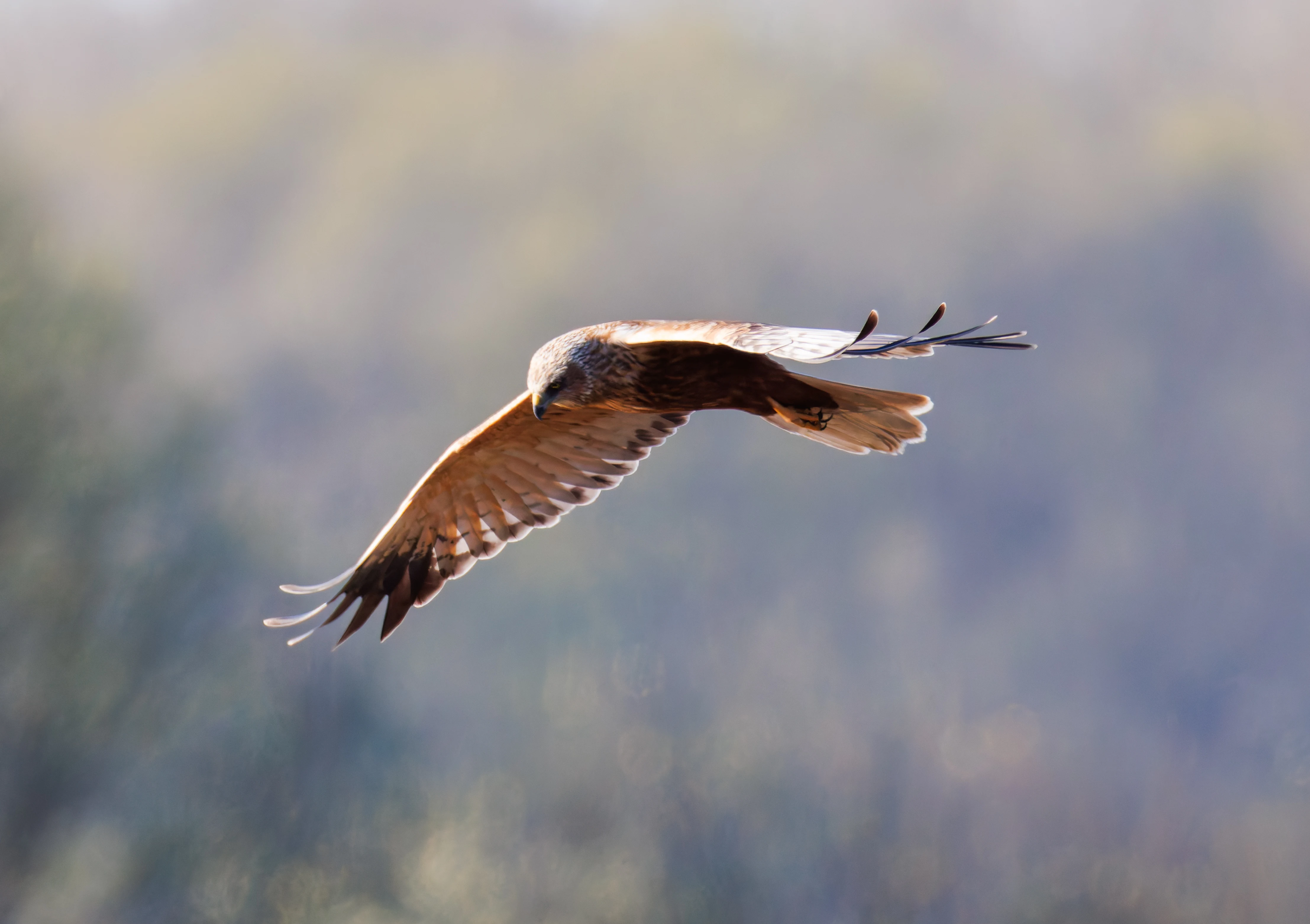 Male Marsh Harrier, Ham Wall, Ashcott, UK — photo by Orlando Prugel-Bennett