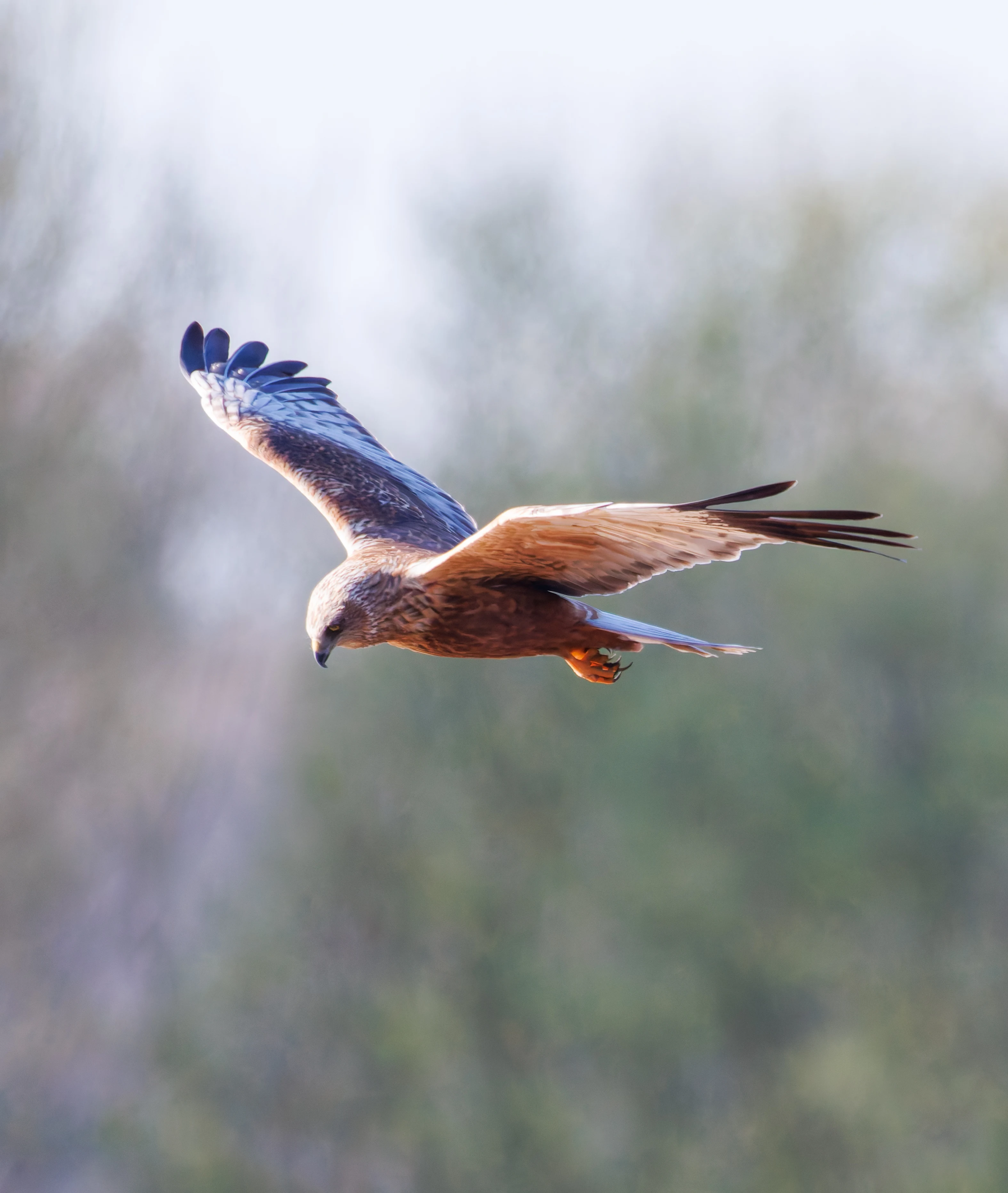 Male Marsh Harrier, Ham Wall, Ashcott, UK — photo by Orlando Prugel-Bennett