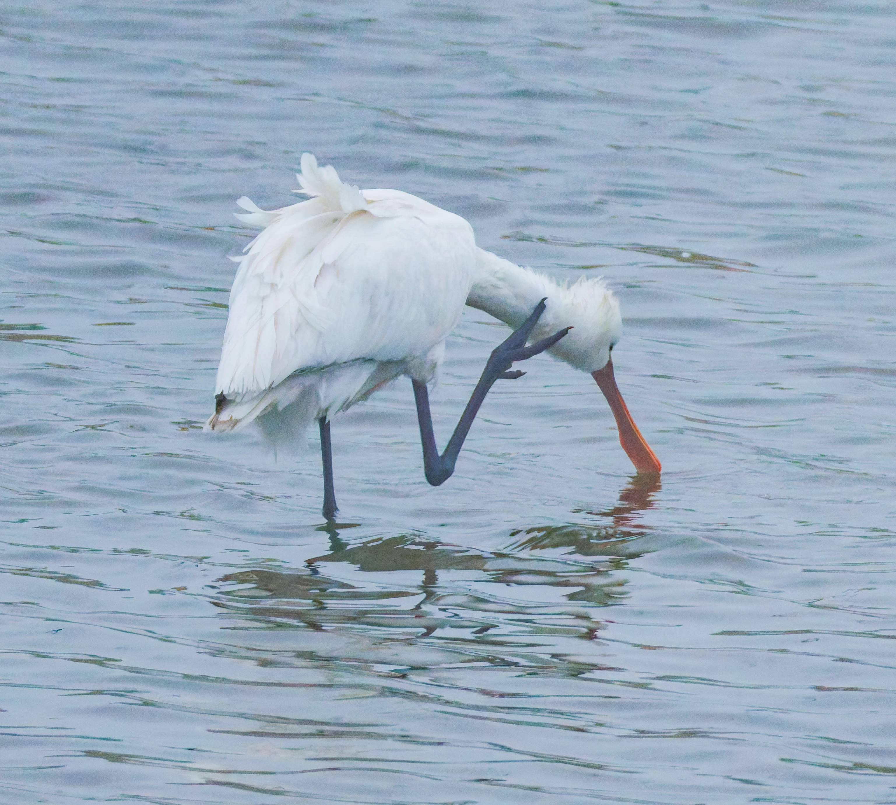 Spoonbill, Zeeland, Netherlands — photo by Orlando Prugel-Bennett