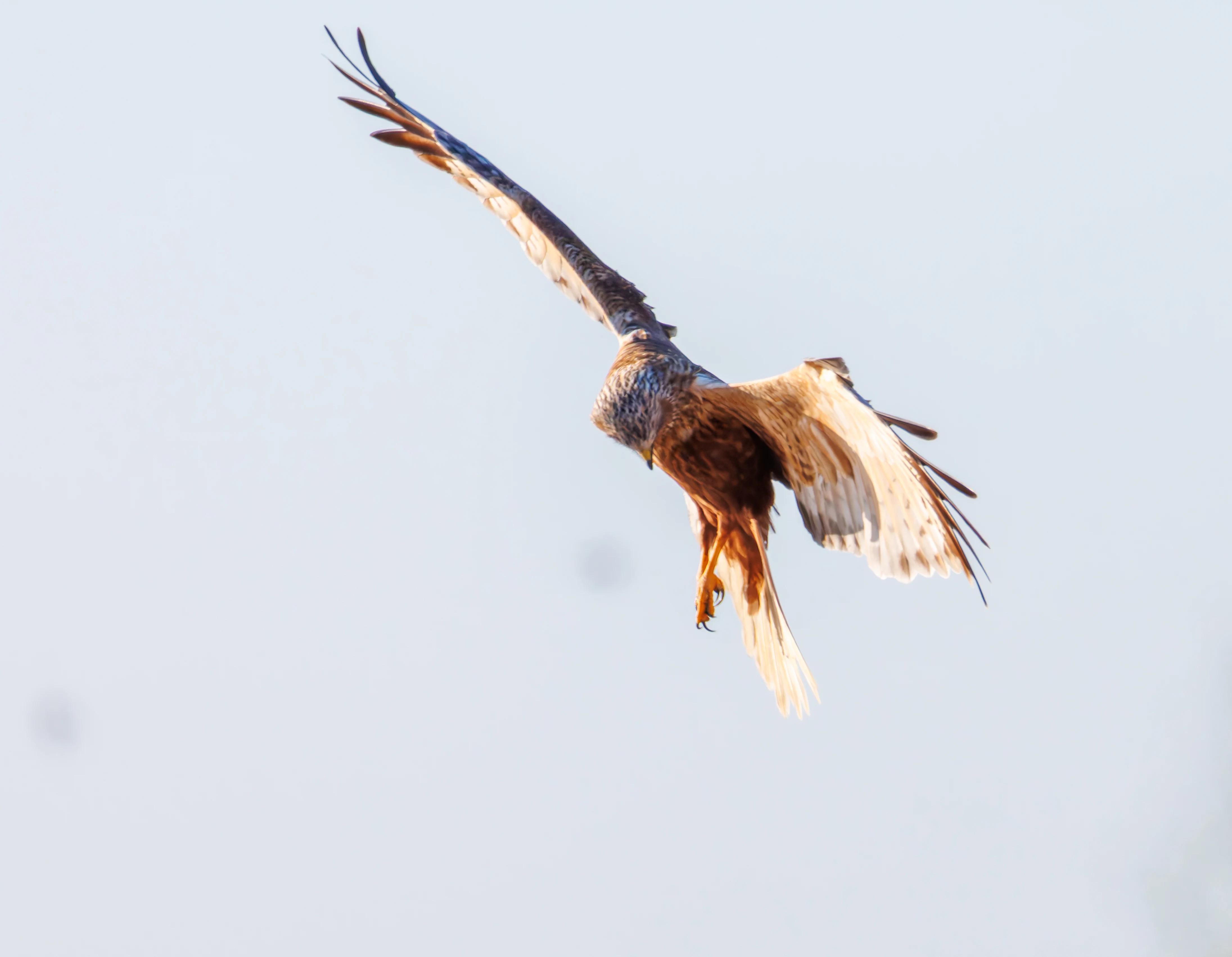 Male Marsh Harrier, Ham Wall, Ashcott, UK — photo by Orlando Prugel-Bennett