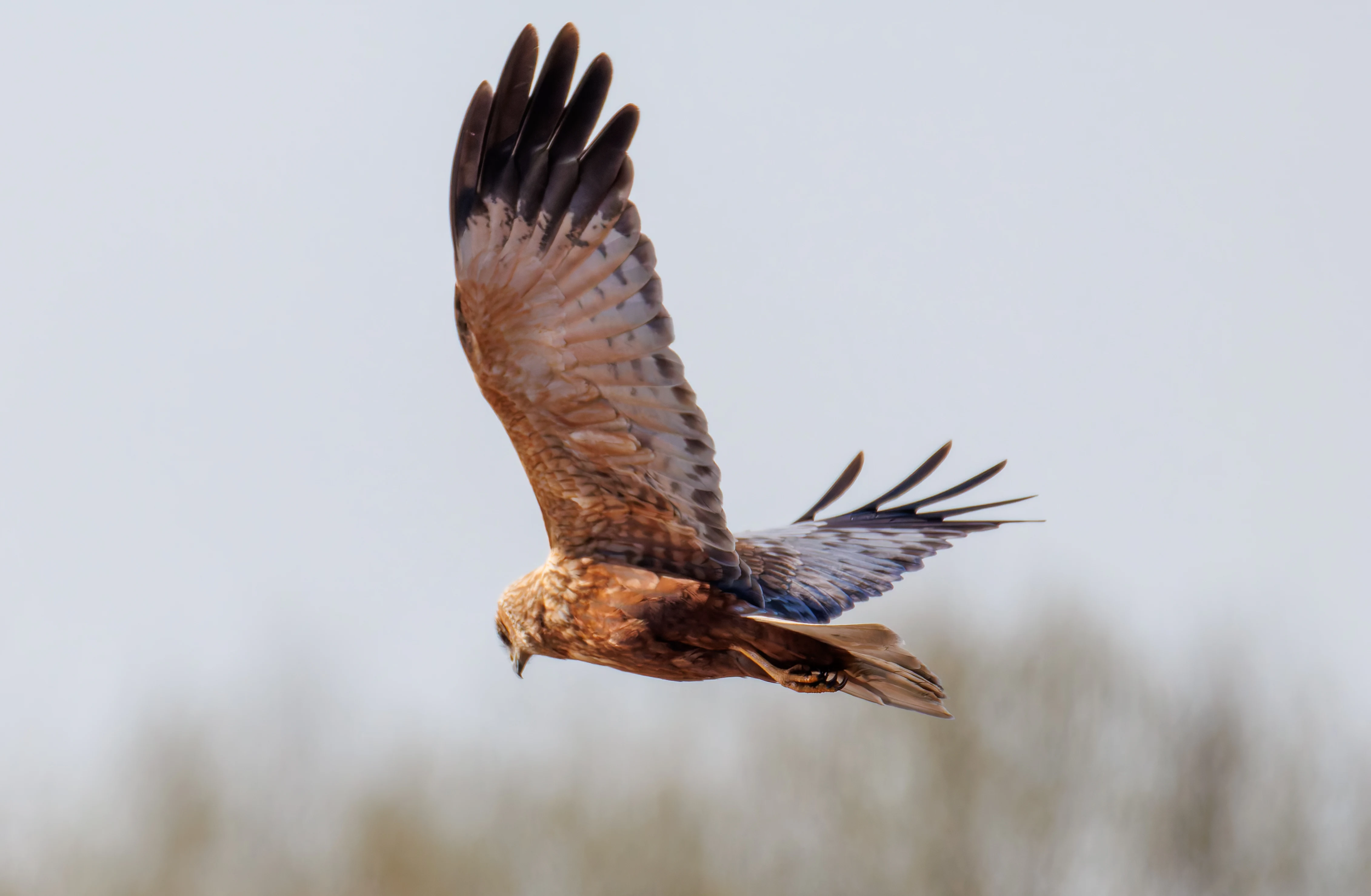 Male Marsh Harrier, Ham Wall, Ashcott, UK — photo by Orlando Prugel-Bennett