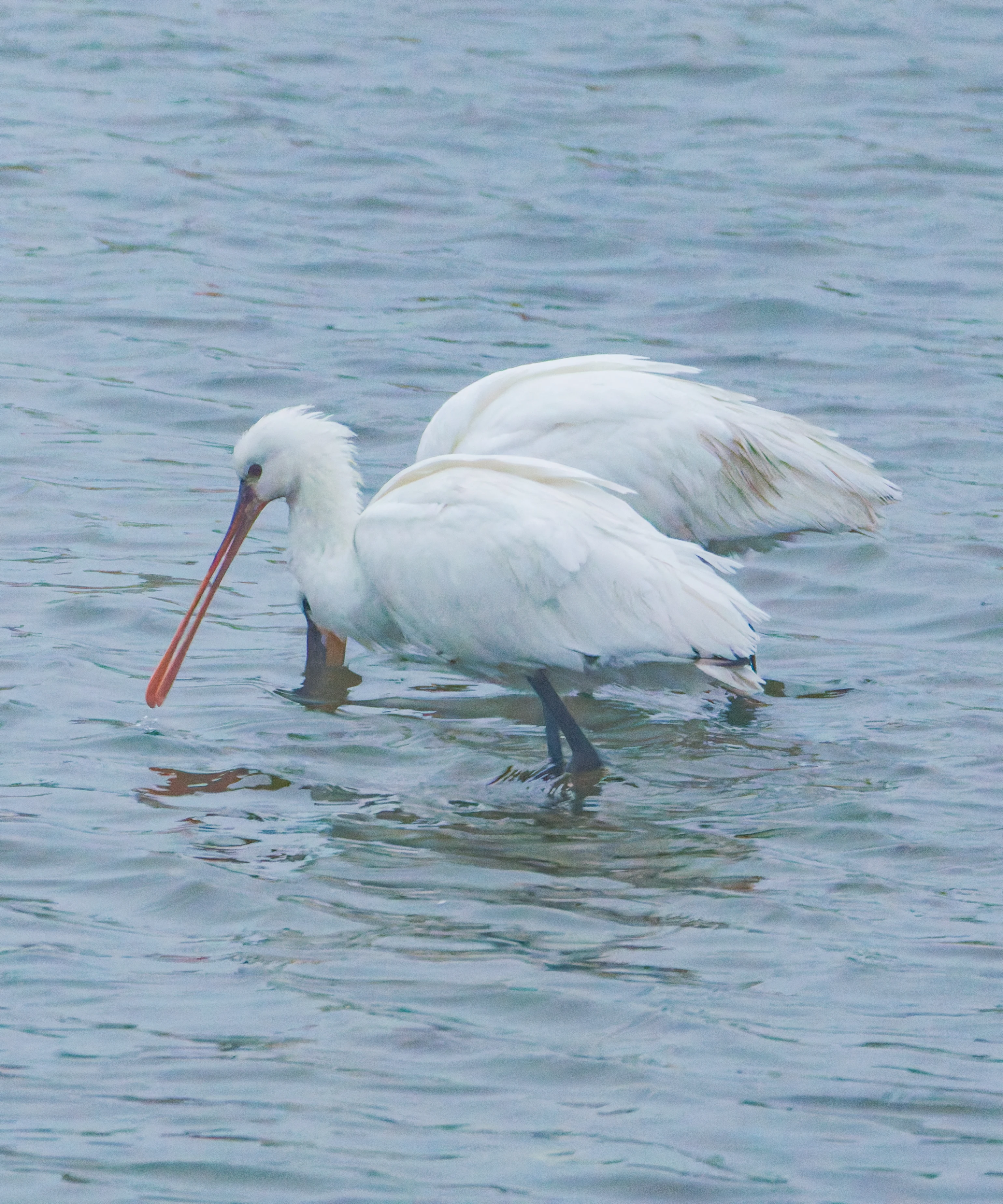 Spoonbill, Zeeland, Netherlands — photo by Orlando Prugel-Bennett