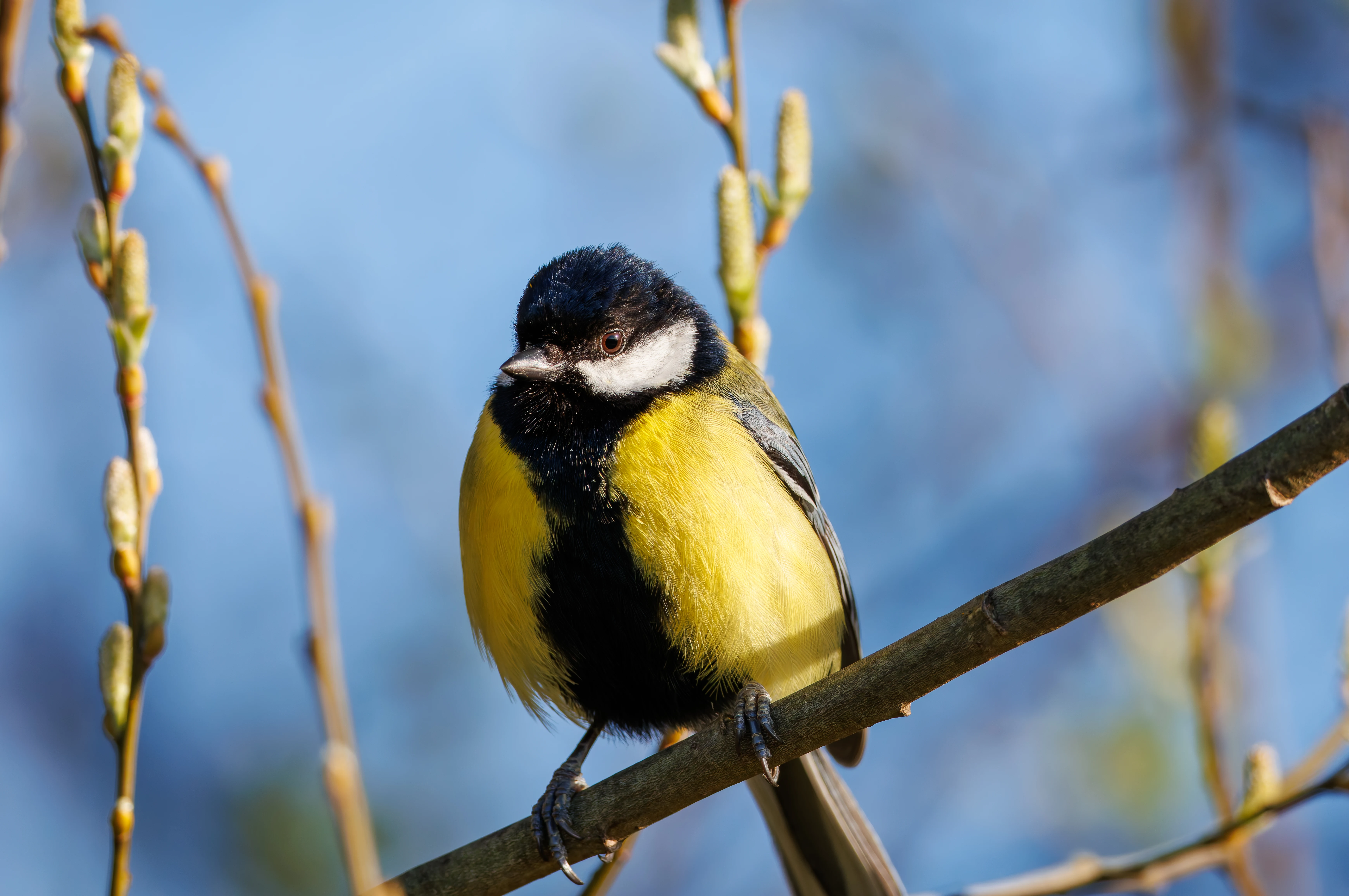 Great Tit, Ham Wall, Ashcott, UK — photo by Orlando Prugel-Bennett