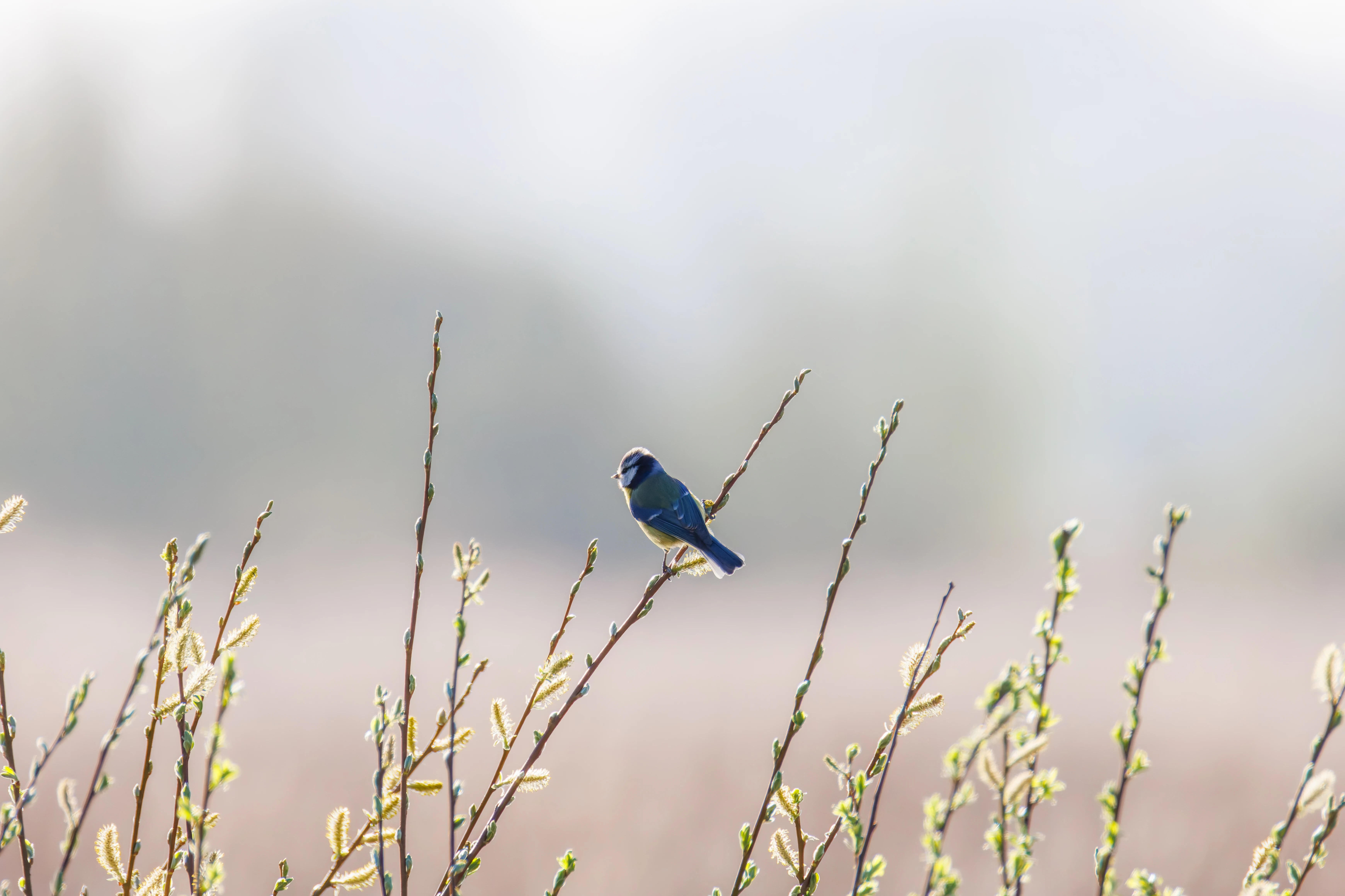 Blue Tit, Ham Wall, Ashcott, UK — photo by Orlando Prugel-Bennett