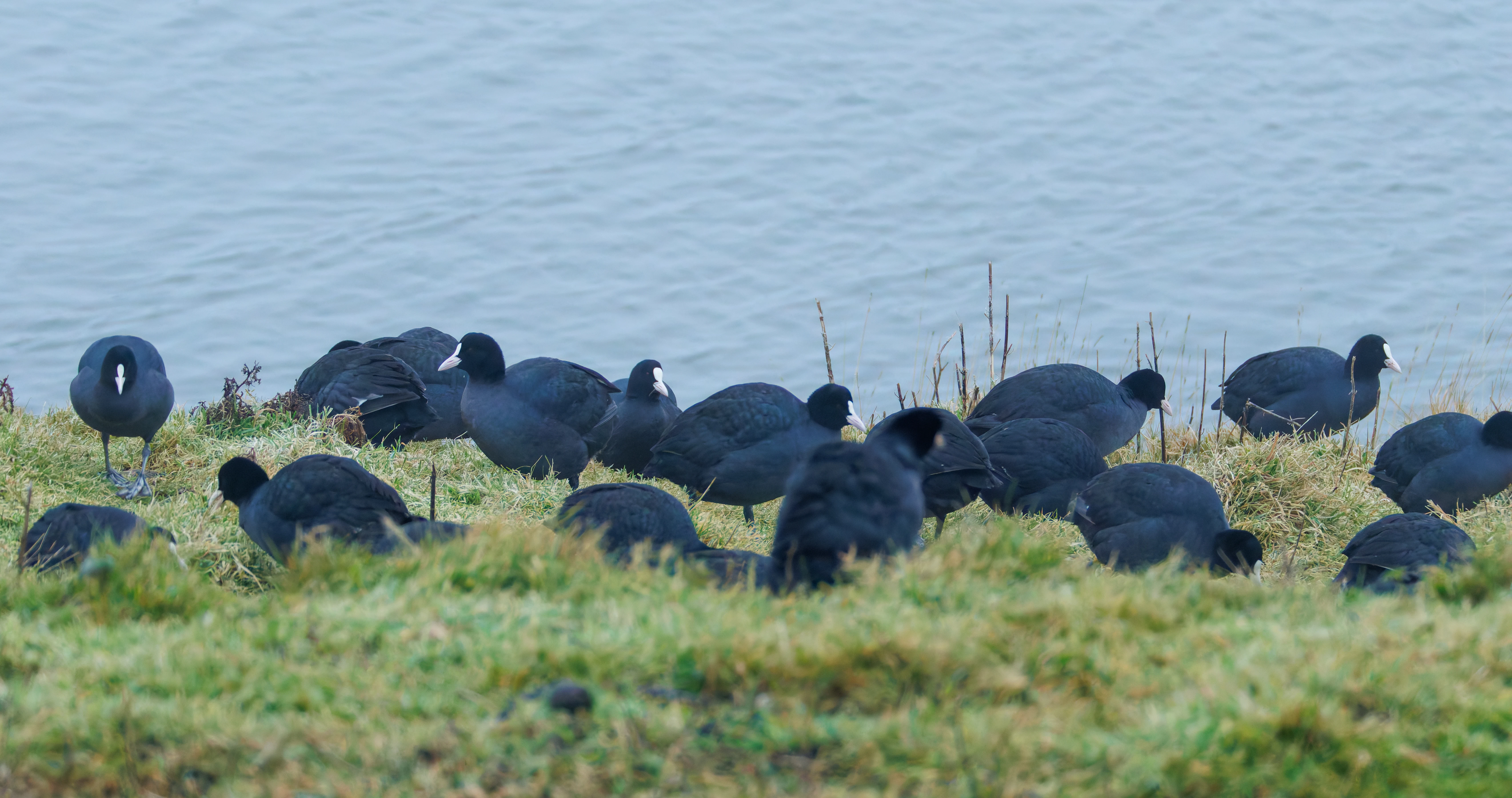 Coots, Zeeland, Netherlands — photo by Orlando Prugel-Bennett