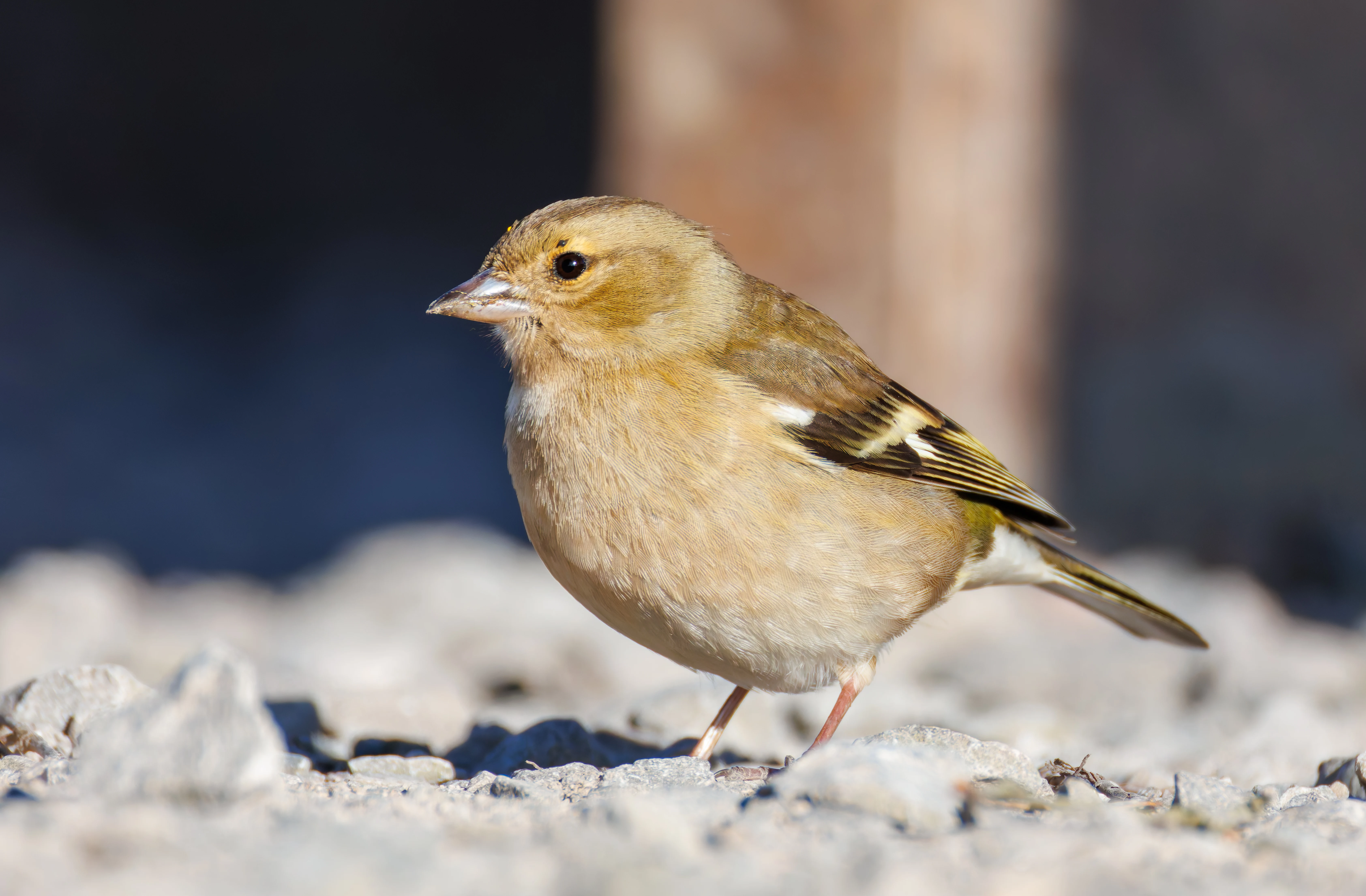 Female Chaffinch, Ham Wall, Ashcott, UK — photo by Orlando Prugel-Bennett