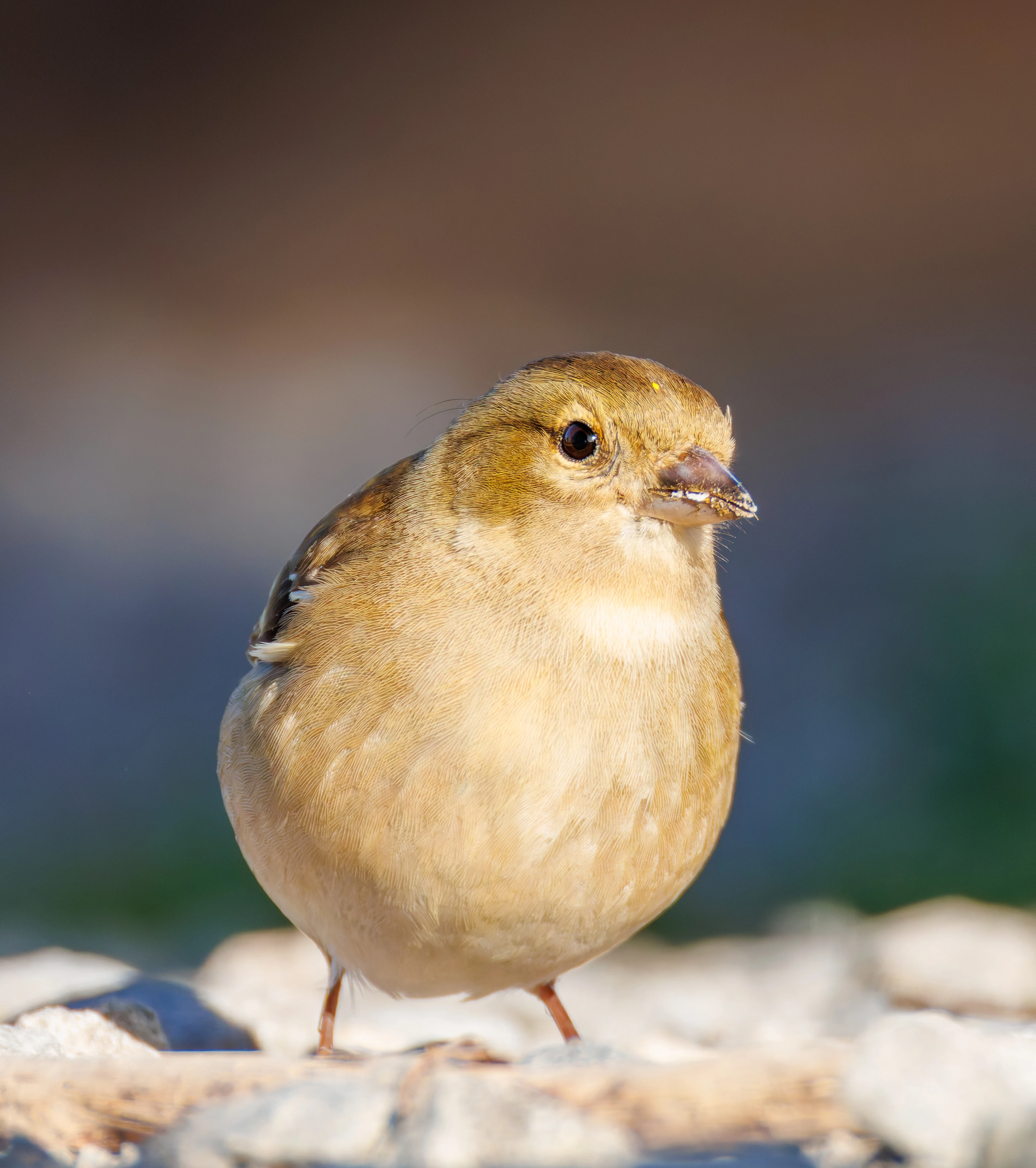 Female Chaffinch, Ham Wall, Ashcott, UK — photo by Orlando Prugel-Bennett