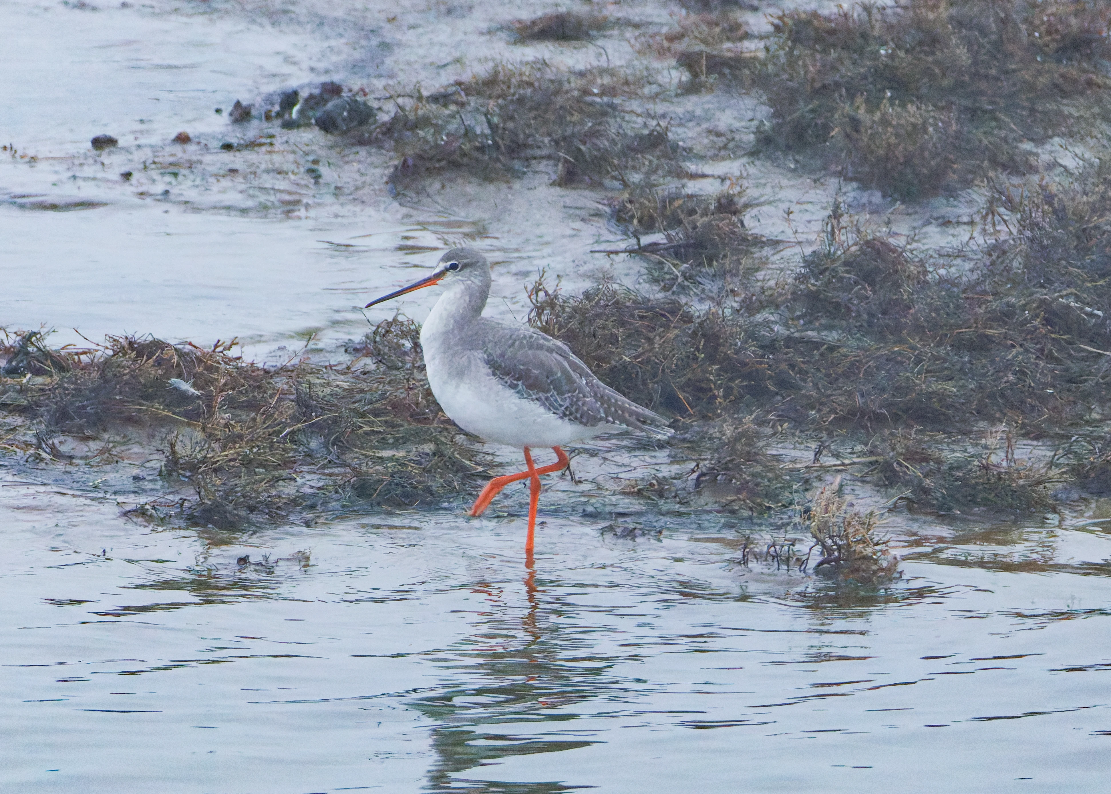 Spotted Redshank, Zeeland, Netherlands — photo by Orlando Prugel-Bennett