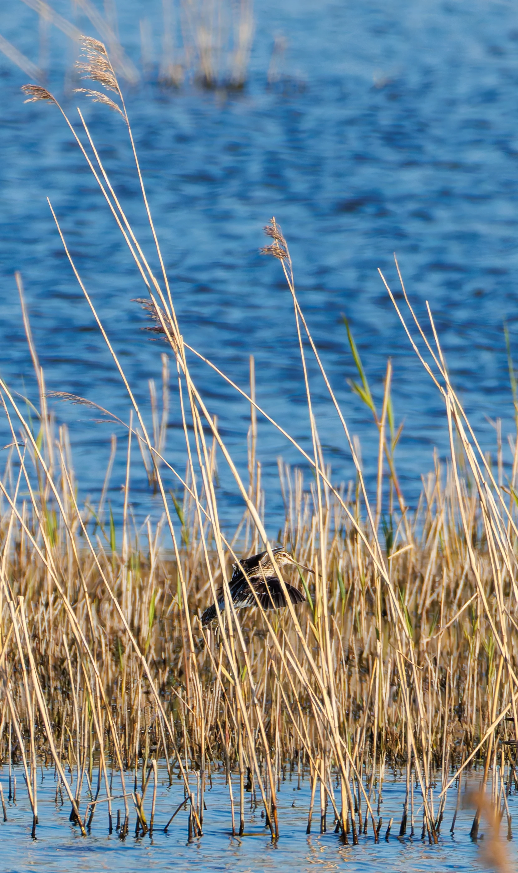 Snipe, Ham Wall, Ashcott, UK — photo by Orlando Prugel-Bennett