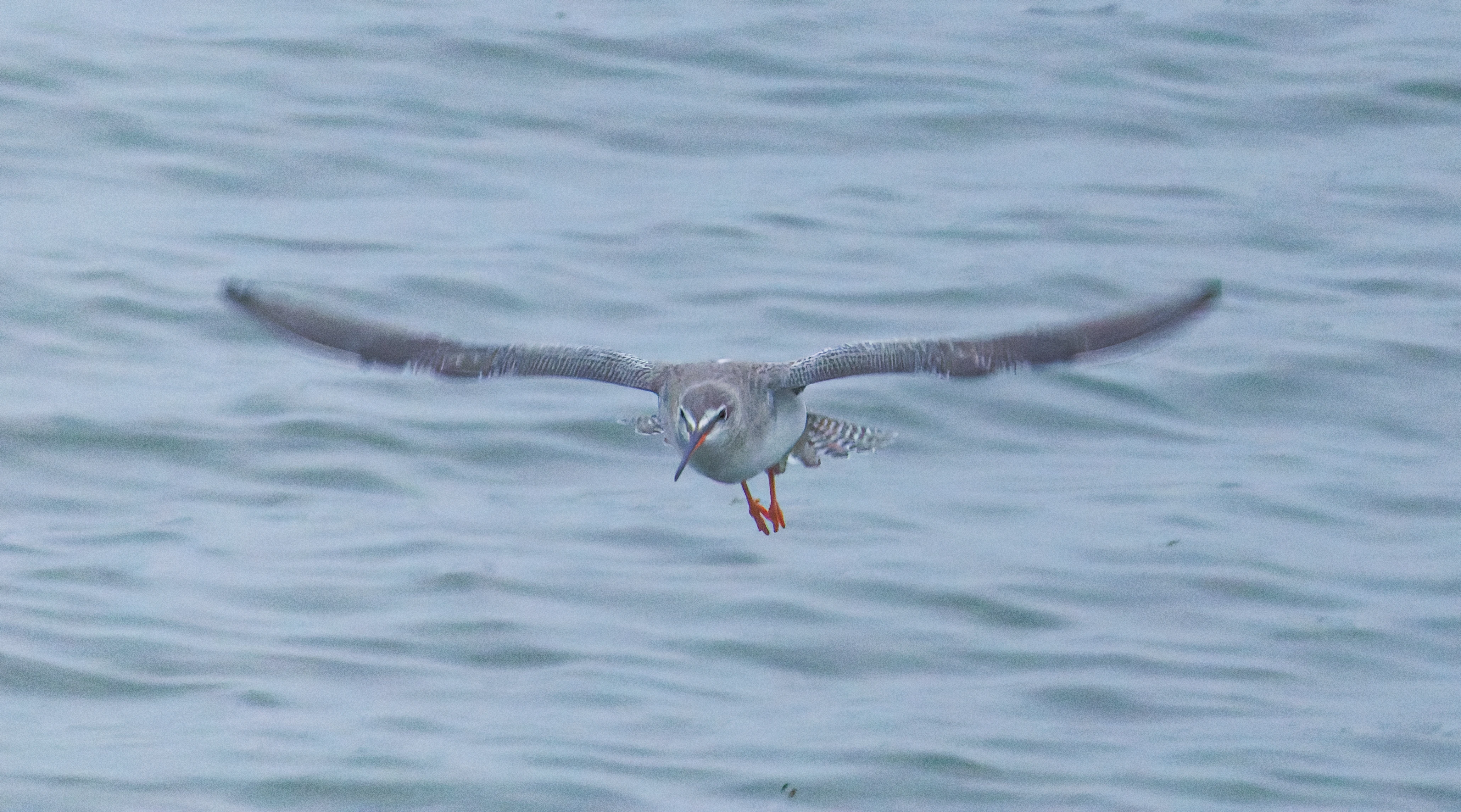 Spotted Redshank, Zeeland, Netherlands — photo by Orlando Prugel-Bennett
