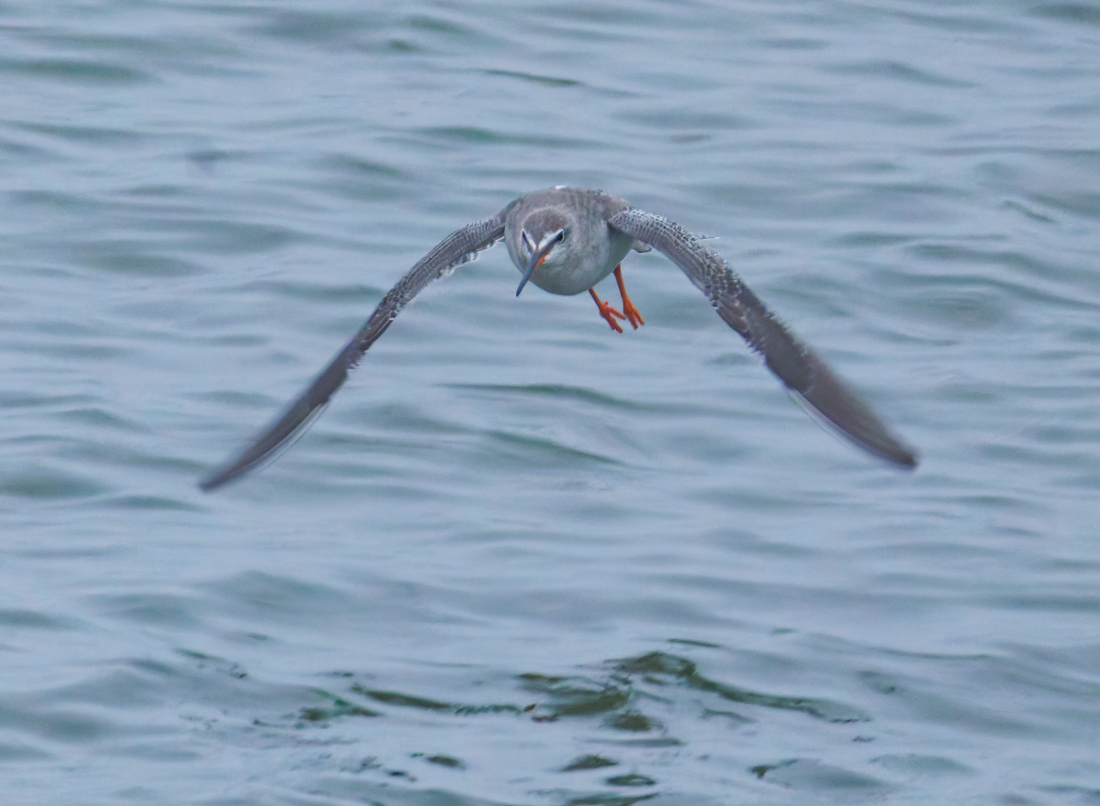 Spotted Redshank, Zeeland, Netherlands — photo by Orlando Prugel-Bennett