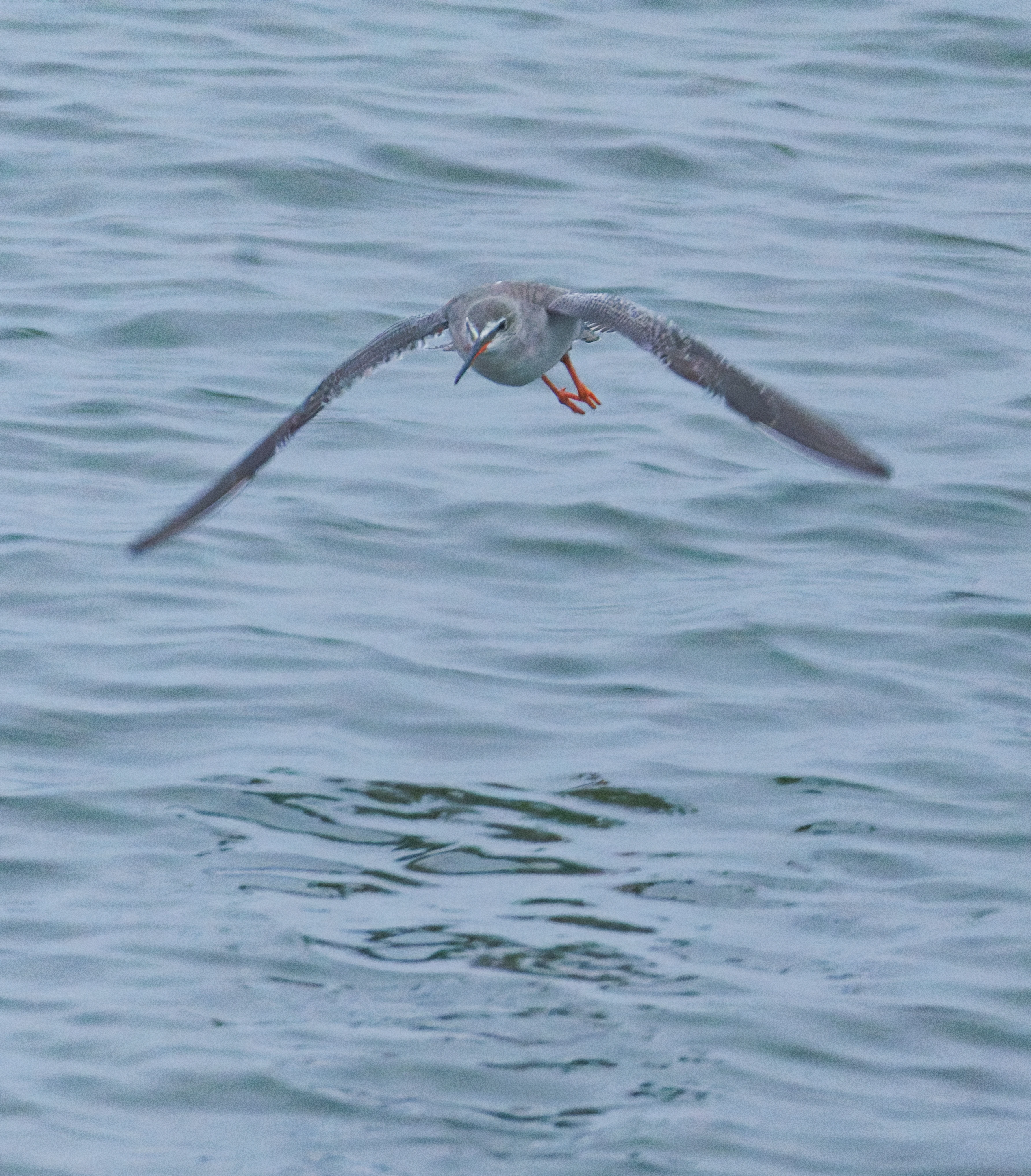 Spotted Redshank, Zeeland, Netherlands — photo by Orlando Prugel-Bennett