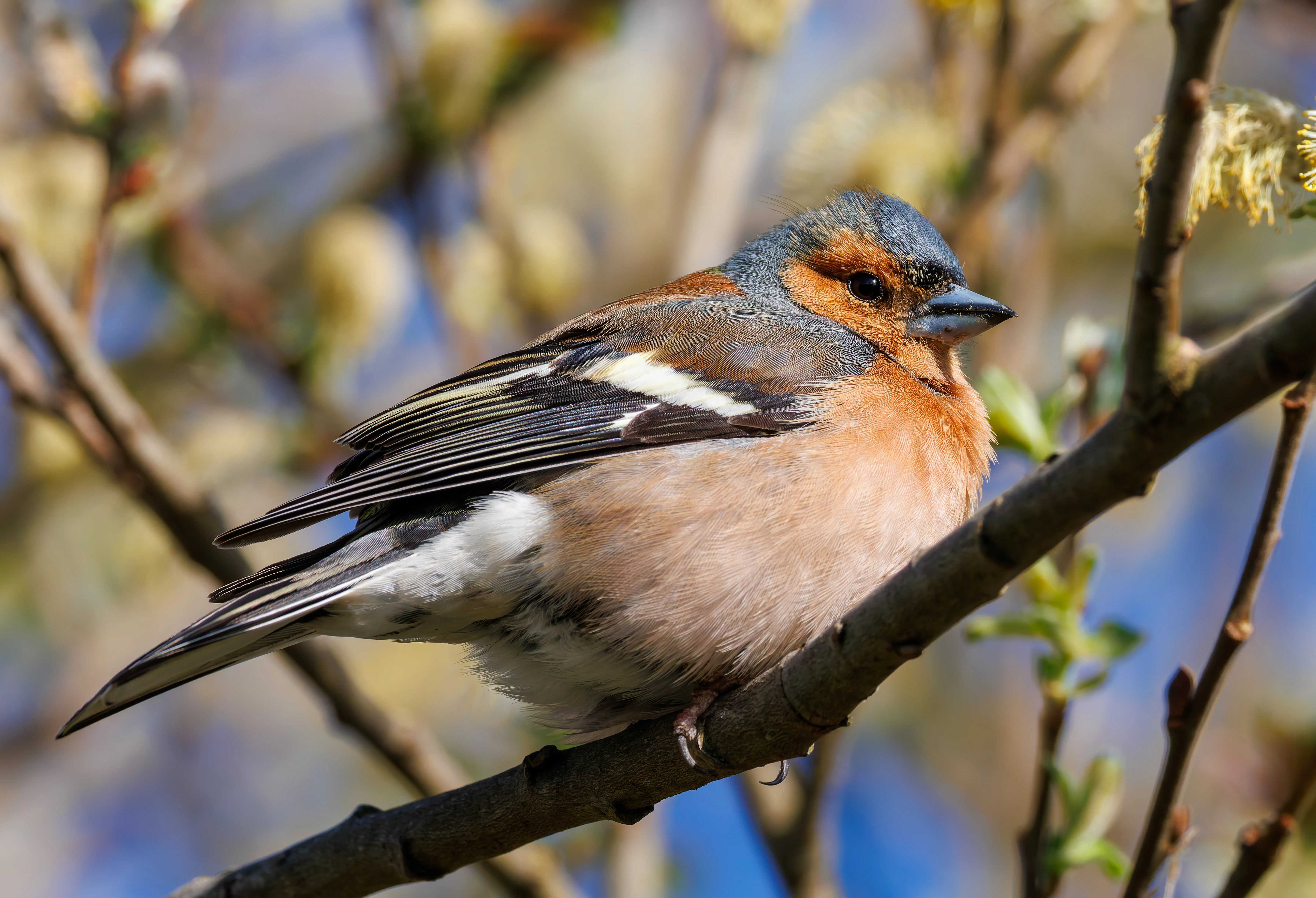 Male Chaffinch, Ham Wall, Ashcott, UK — photo by Orlando Prugel-Bennett