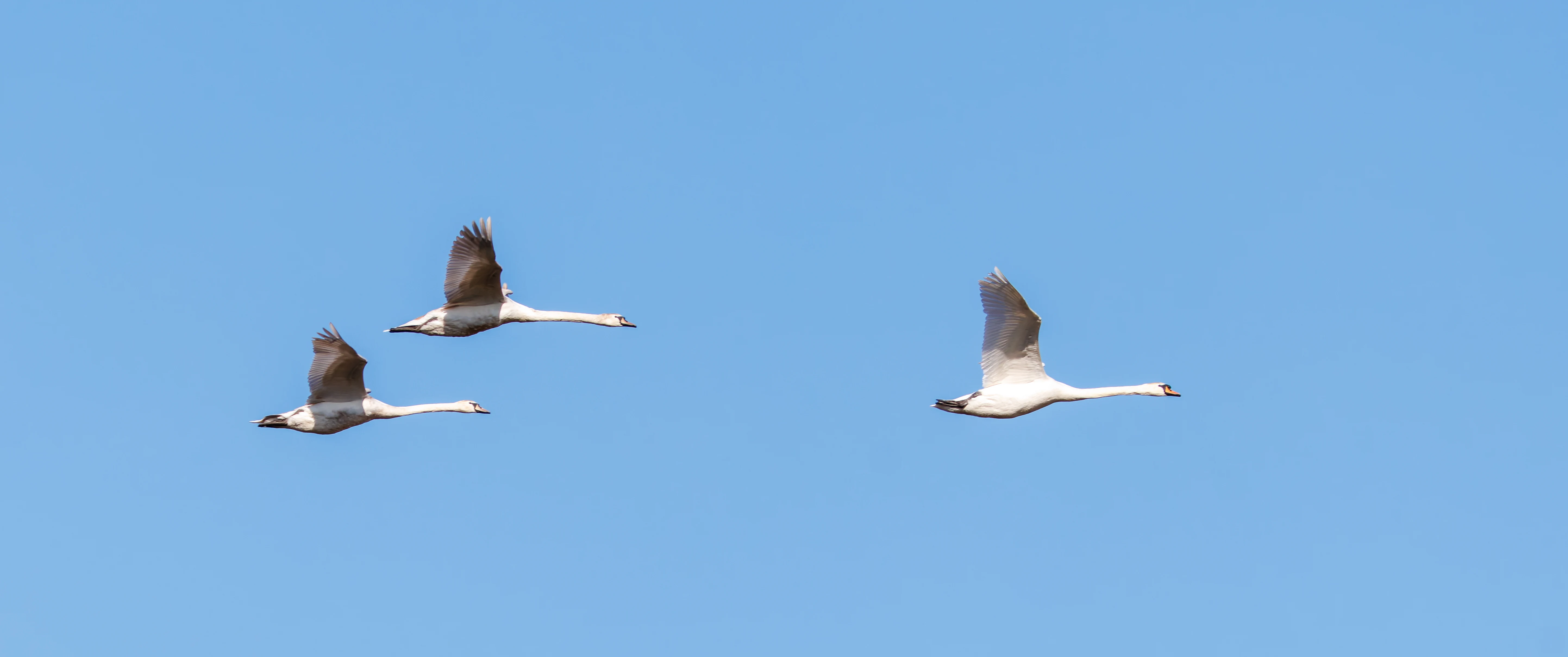 Mute Swans, Ham Wall, Ashcott, UK — photo by Orlando Prugel-Bennett
