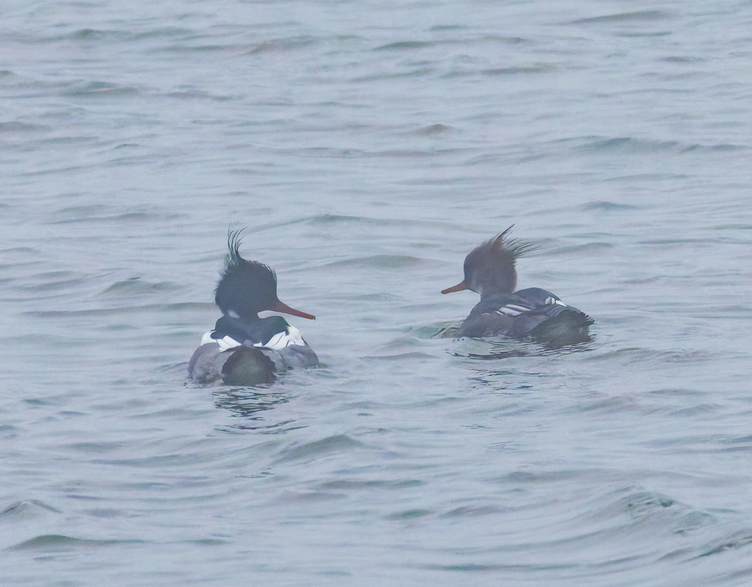 Red-breasted merganser, Zeeland, Netherlands — photo by Orlando Prugel-Bennett