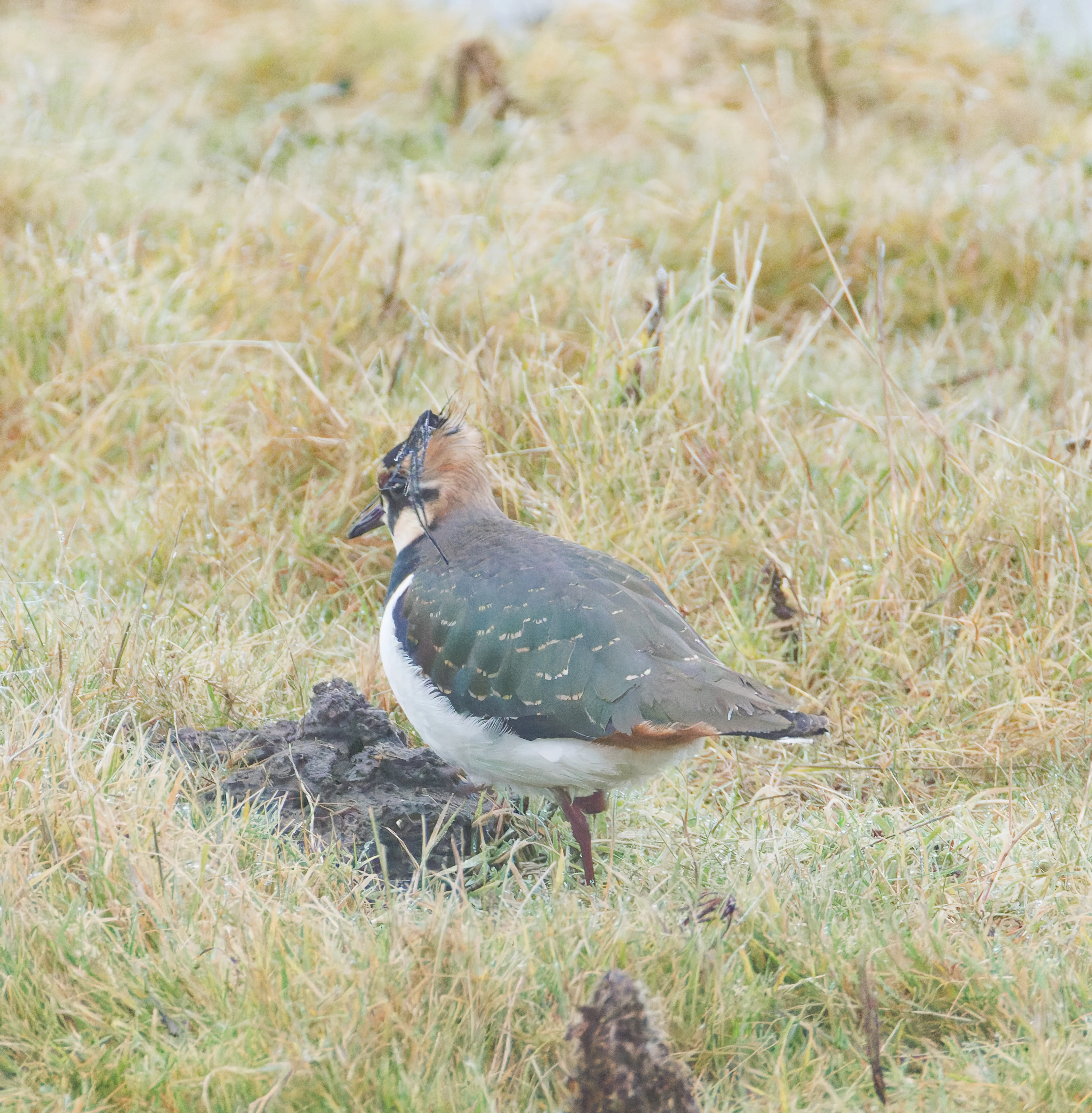 Lapwing, Zeeland, Netherlands — photo by Orlando Prugel-Bennett