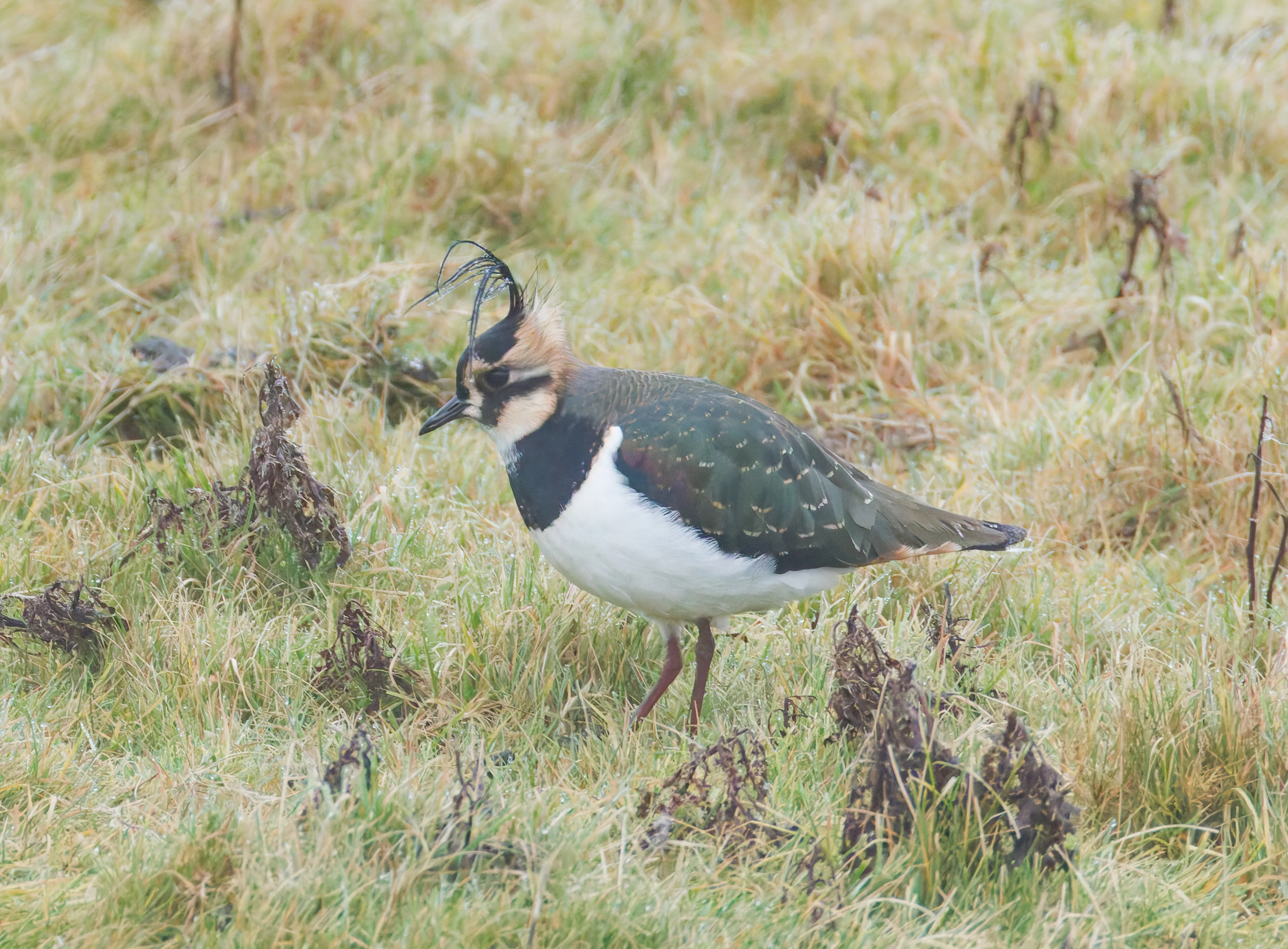 Lapwing, Zeeland, Netherlands — photo by Orlando Prugel-Bennett