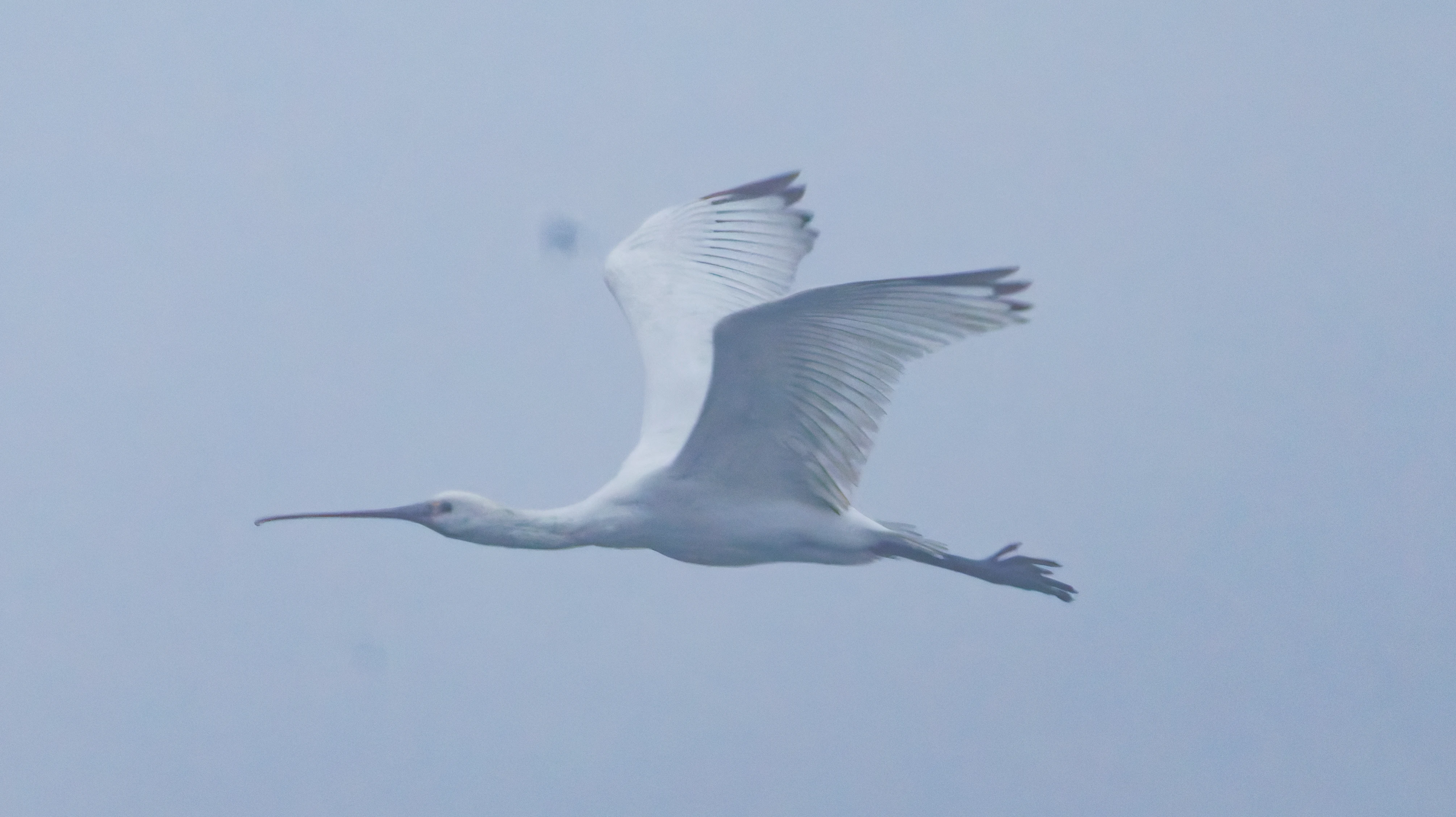 Spoonbill, Zeeland, Netherlands — photo by Orlando Prugel-Bennett