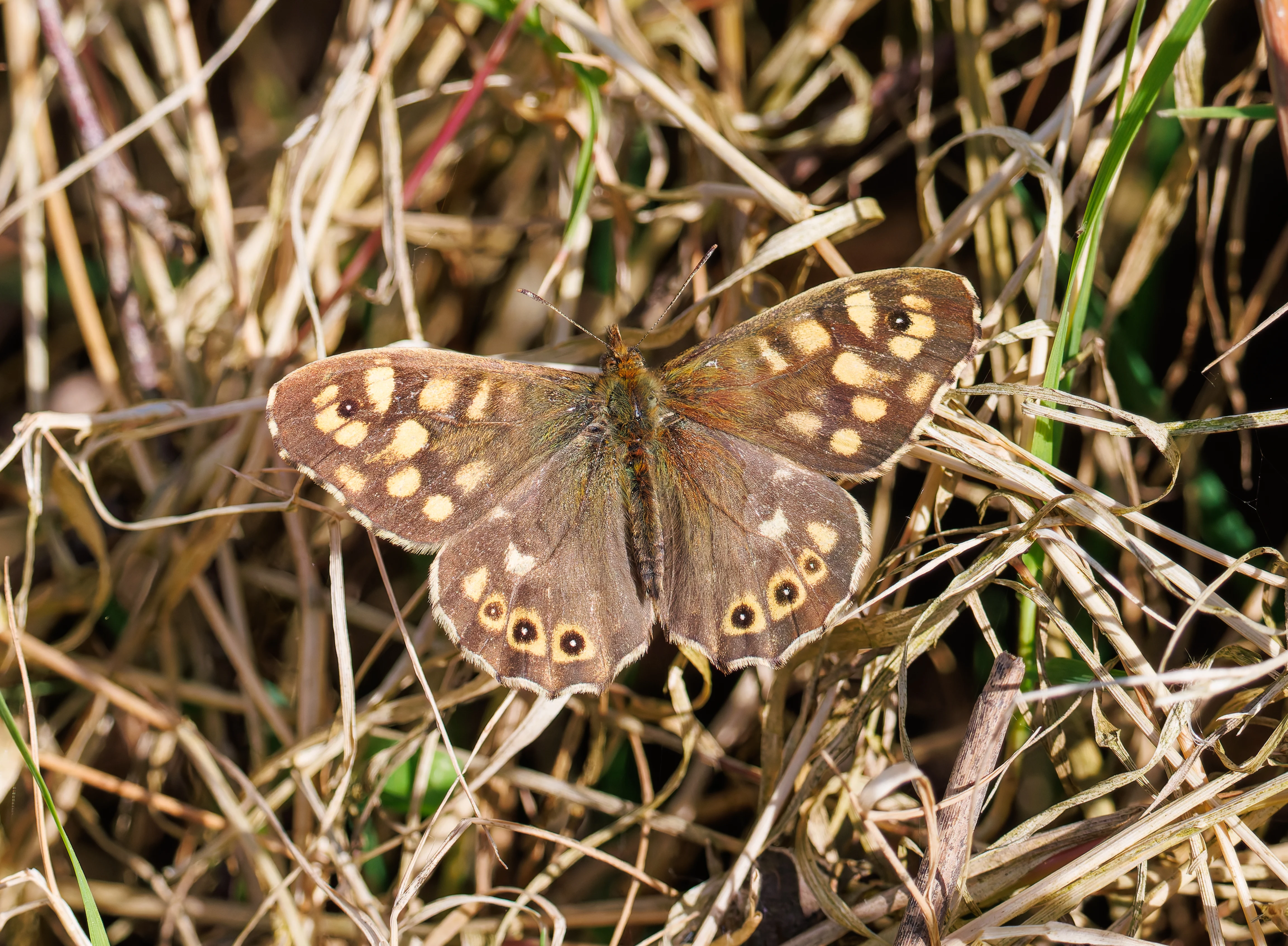 Speckled Wood Butterfly, Ham Wall, Ashcott, UK — photo by Orlando Prugel-Bennett