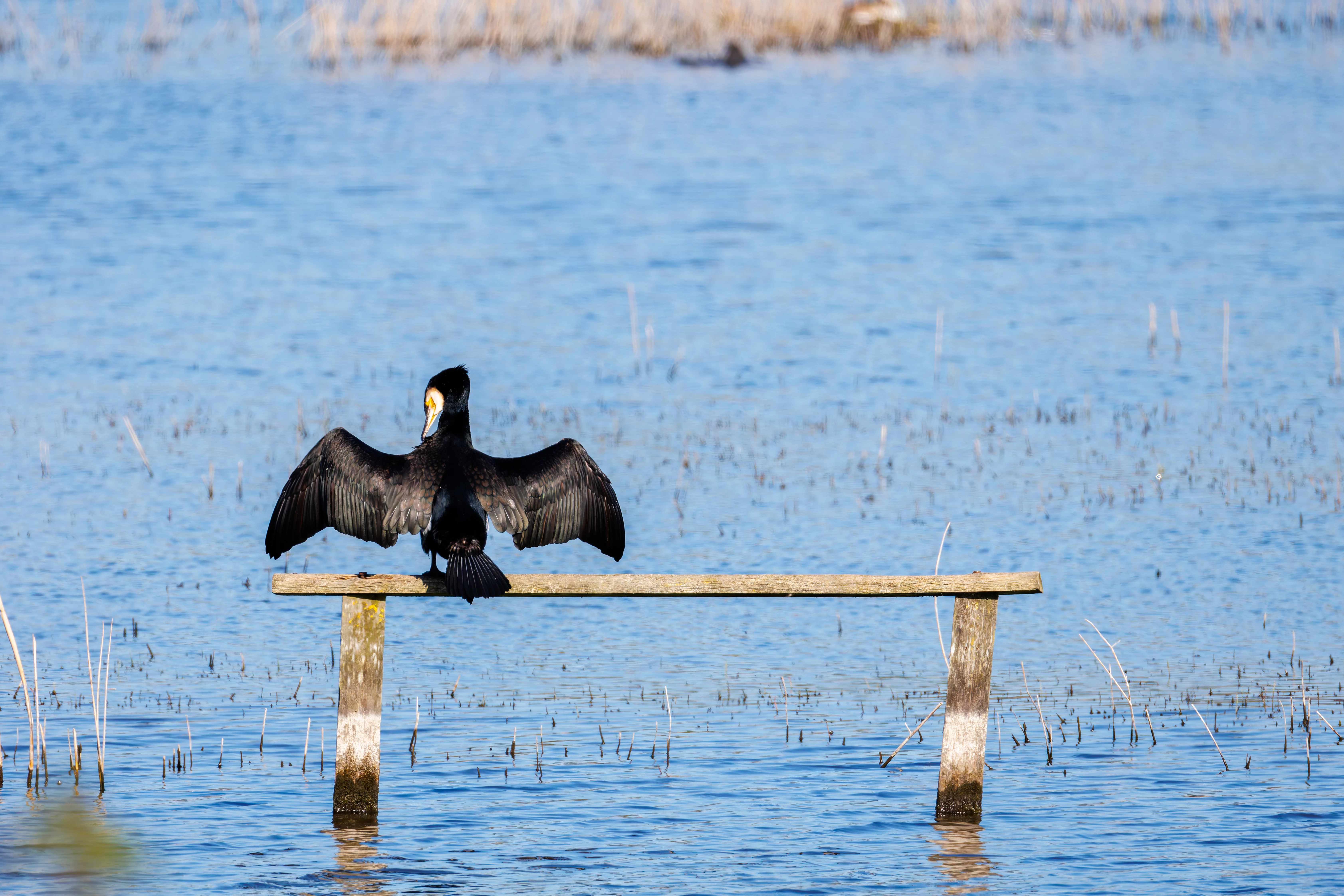 Cormorant, Ham Wall, Ashcott, UK — photo by Orlando Prugel-Bennett