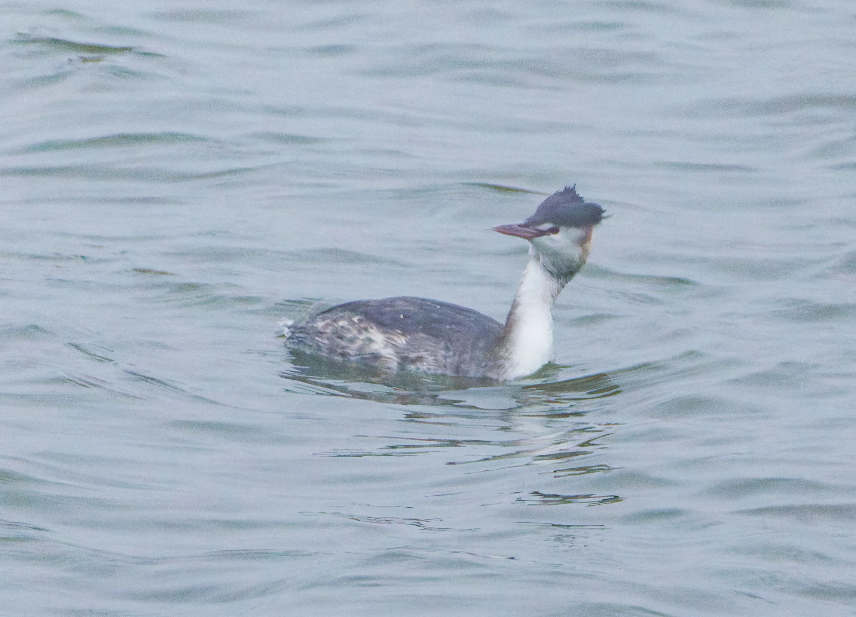 Great Crested grebe, Zeeland, Netherlands — photo by Orlando Prugel-Bennett