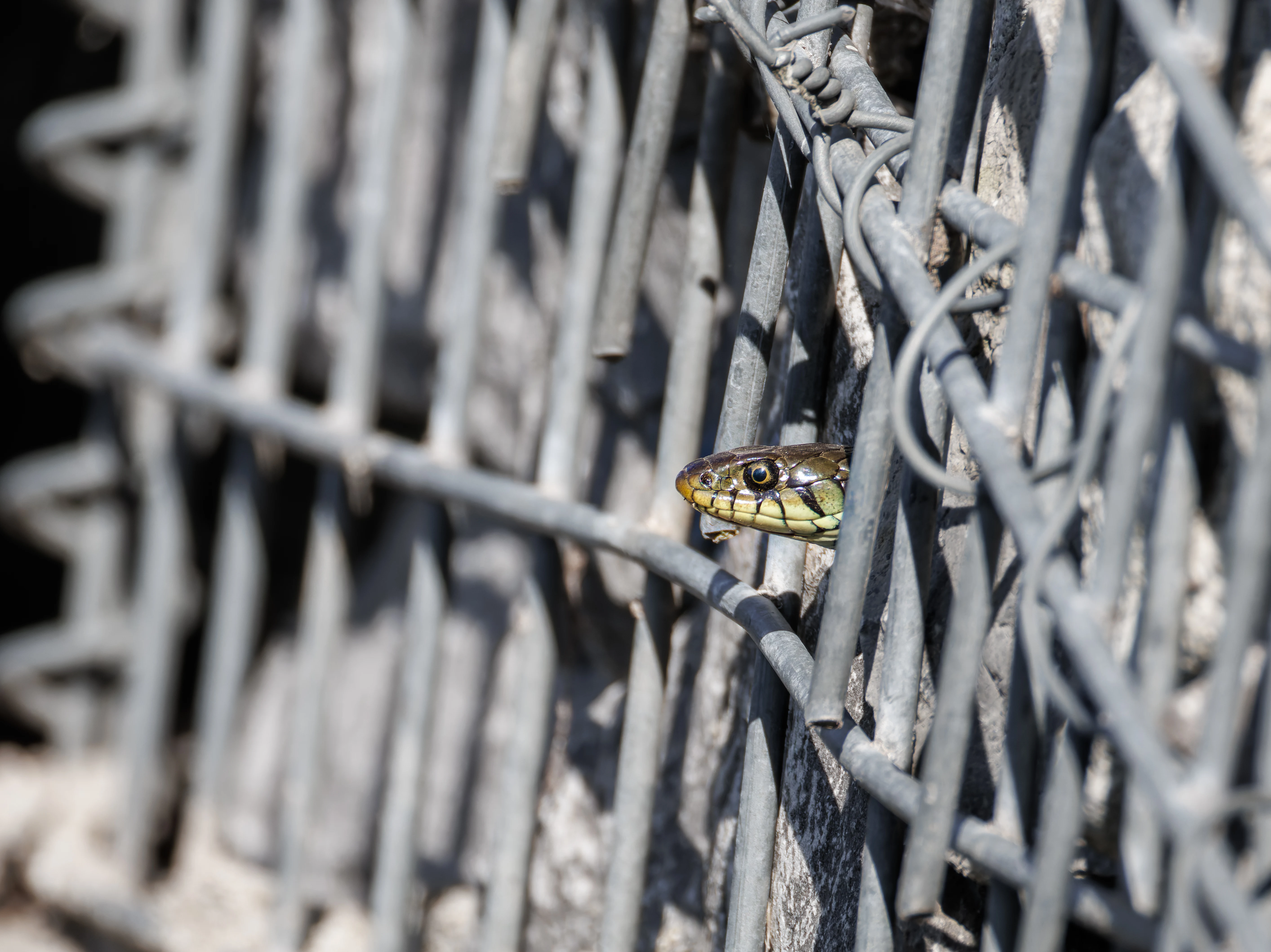 Grass Snake, Ham Wall, Ashcott, UK — photo by Orlando Prugel-Bennett