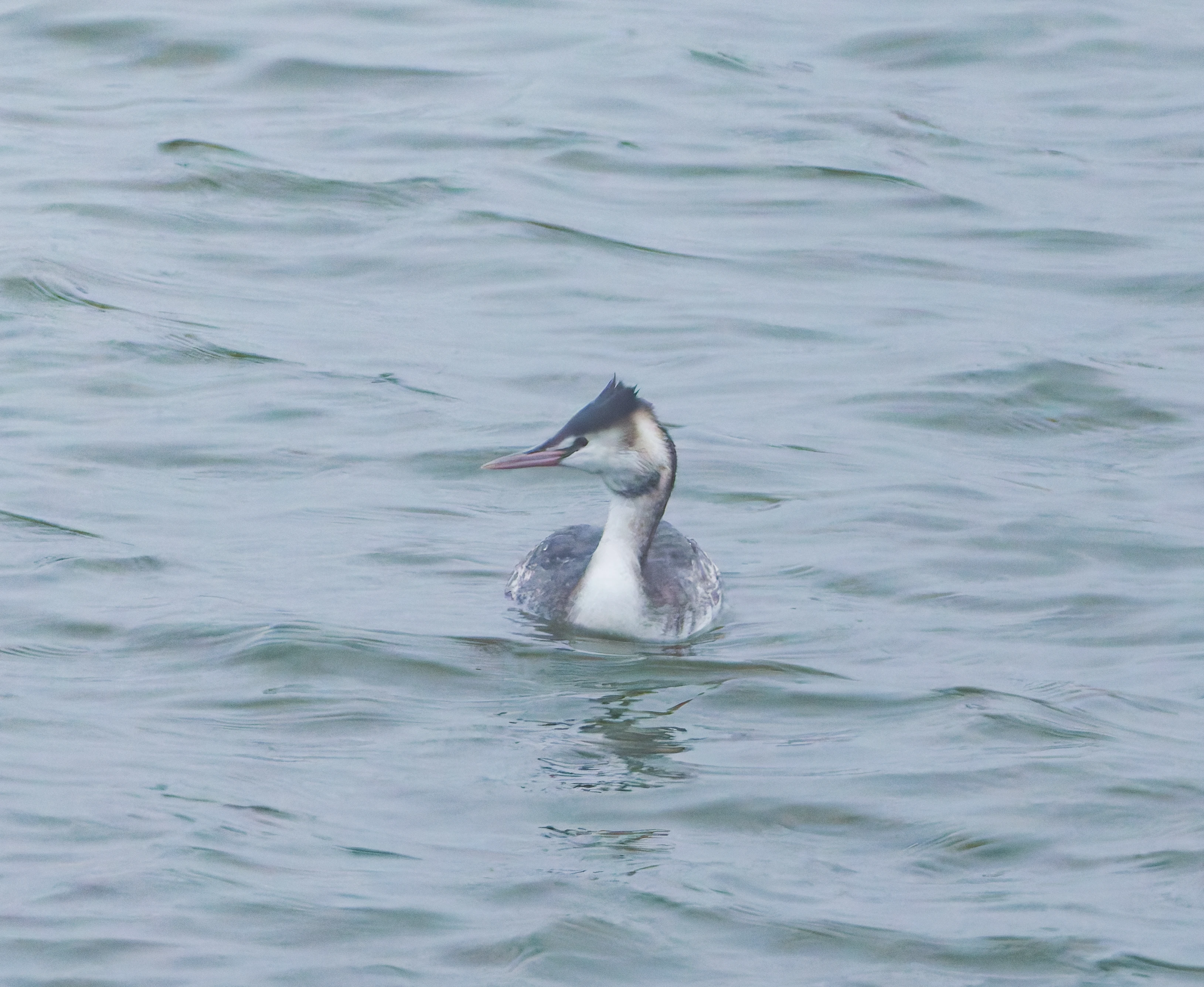 Great crested grebe, Zeeland, Netherlands — photo by Orlando Prugel-Bennett