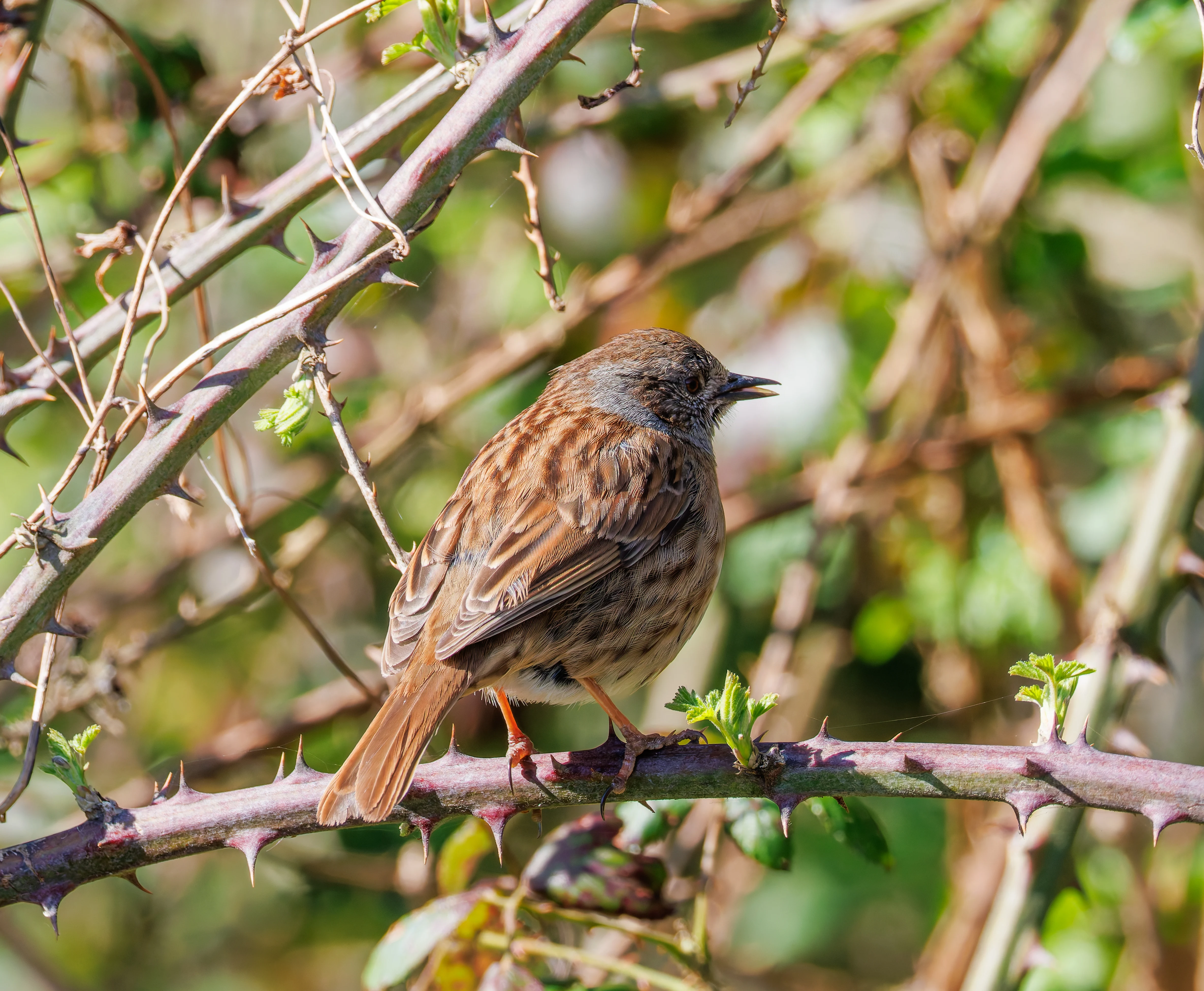 Dunnock, Ham Wall, Ashcott, UK — photo by Orlando Prugel-Bennett