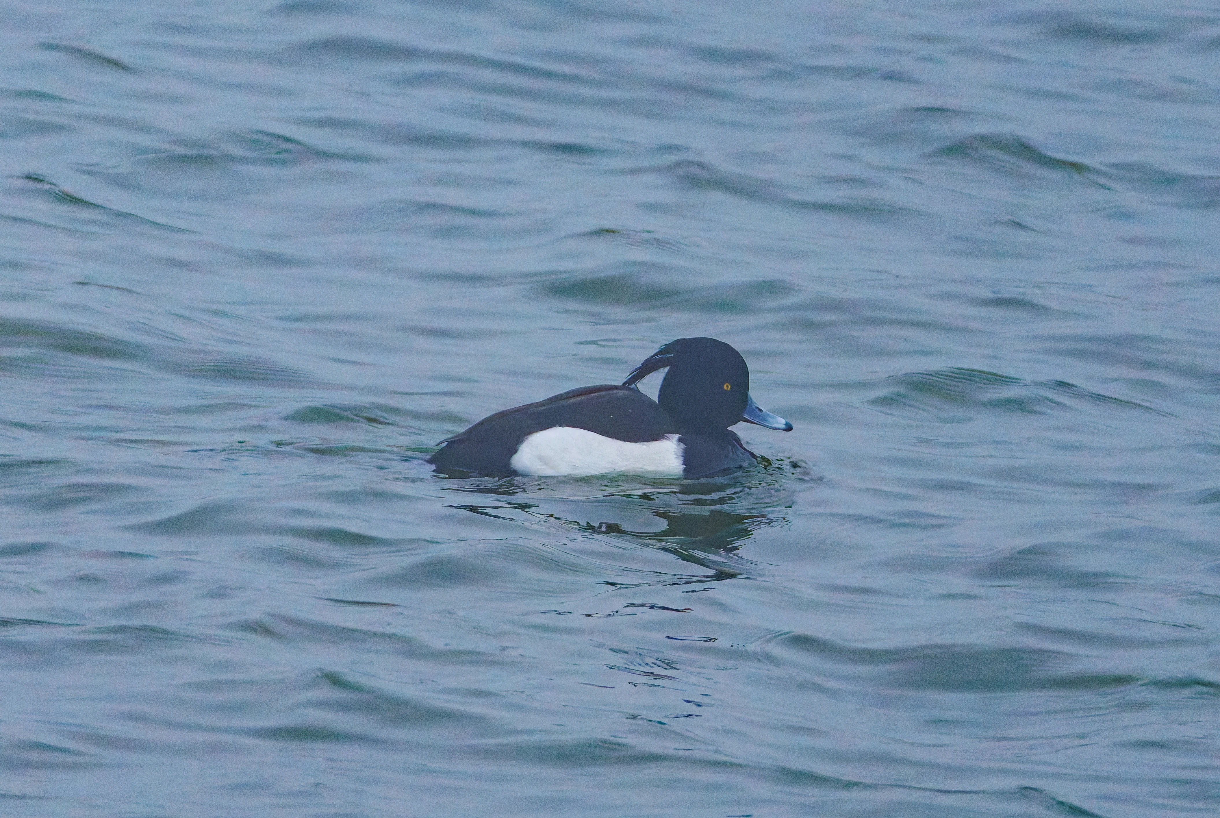 Tufted duck, Zeeland, Netherlands — photo by Orlando Prugel-Bennett