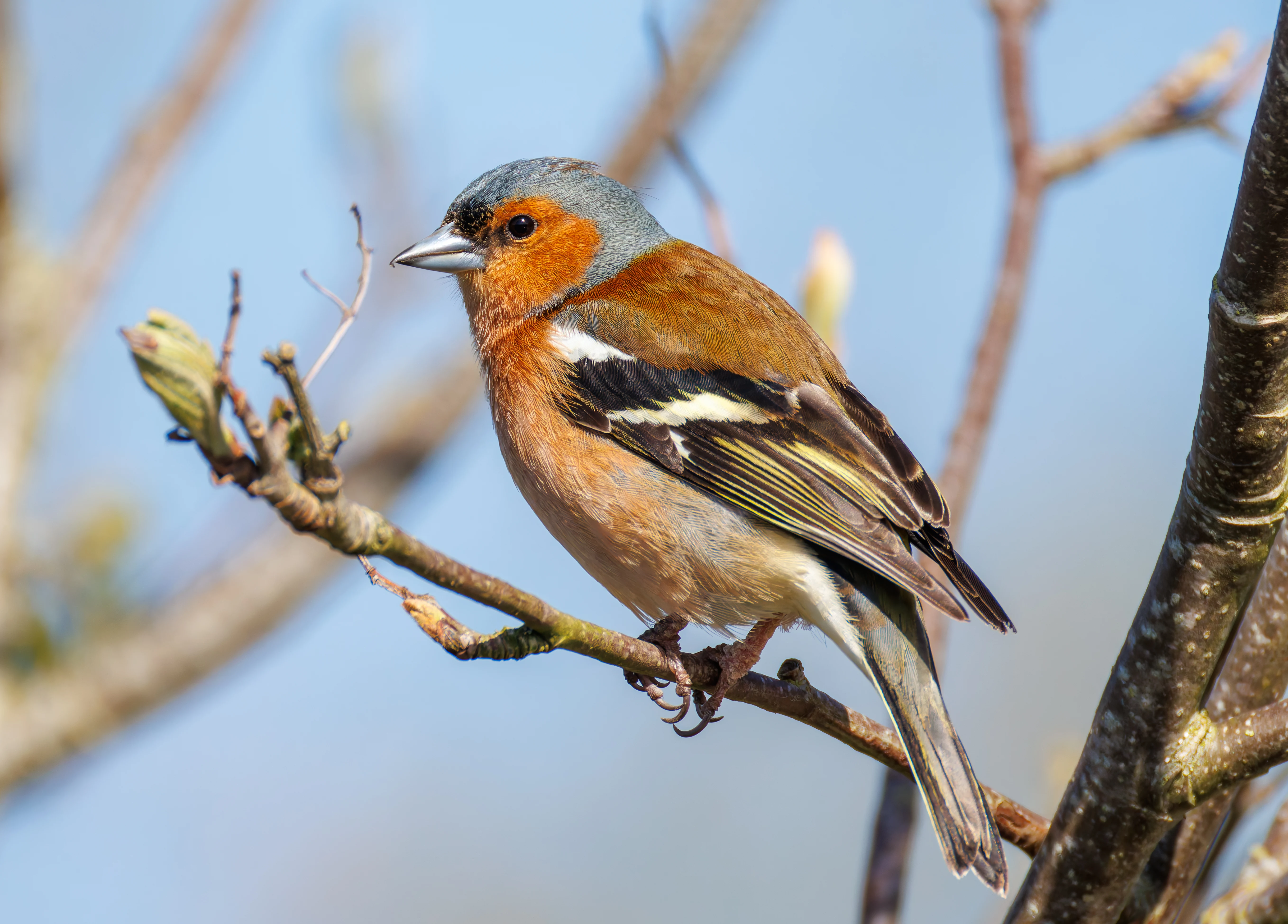 Male Chaffinch, Ham Wall, Ashcott, UK — photo by Orlando Prugel-Bennett