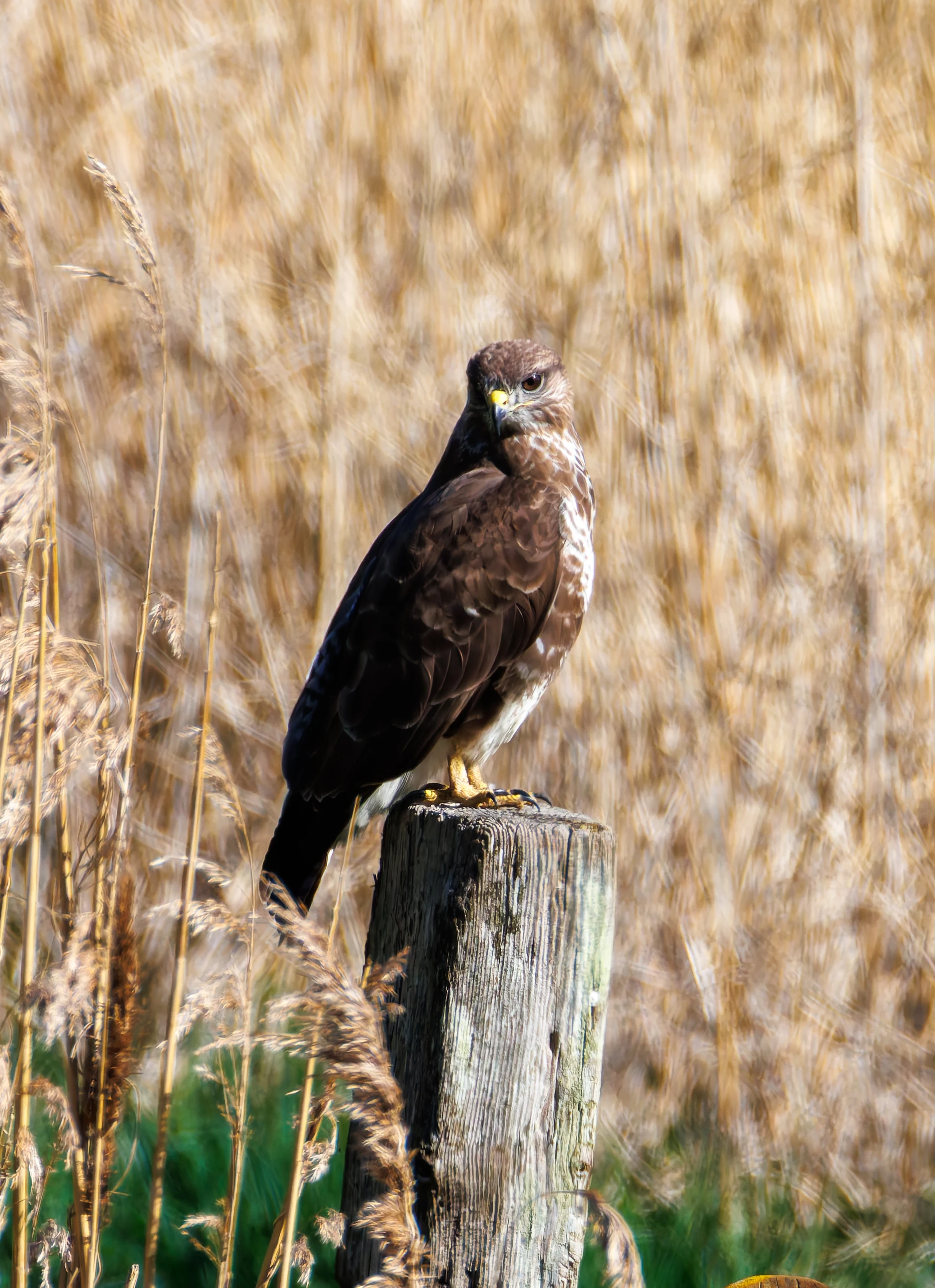 Buzzard, Ham Wall, Ashcott, UK — photo by Orlando Prugel-Bennett