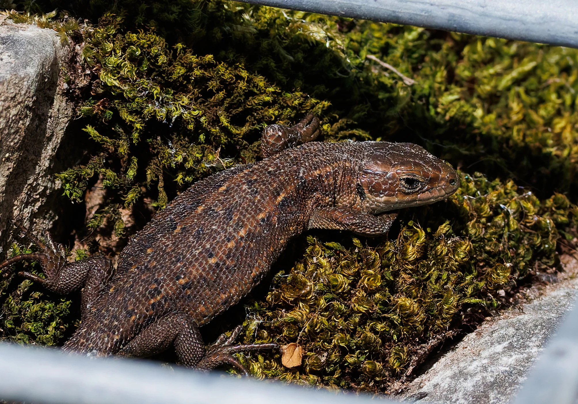 Common Lizard, Ham Wall, Ashcott, UK — photo by Orlando Prugel-Bennett