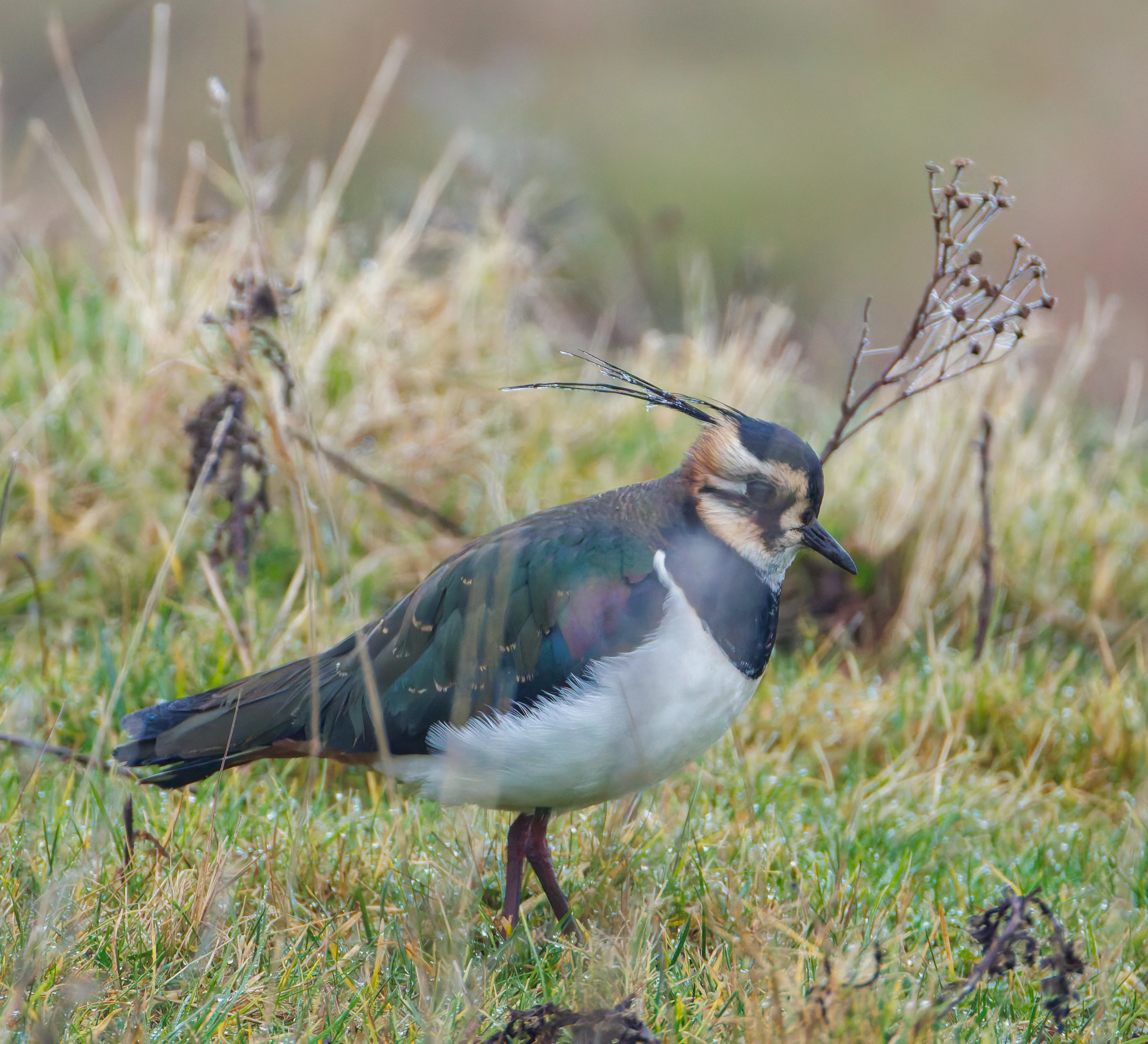 Lapwing, Zeeland, Netherlands — photo by Orlando Prugel-Bennett