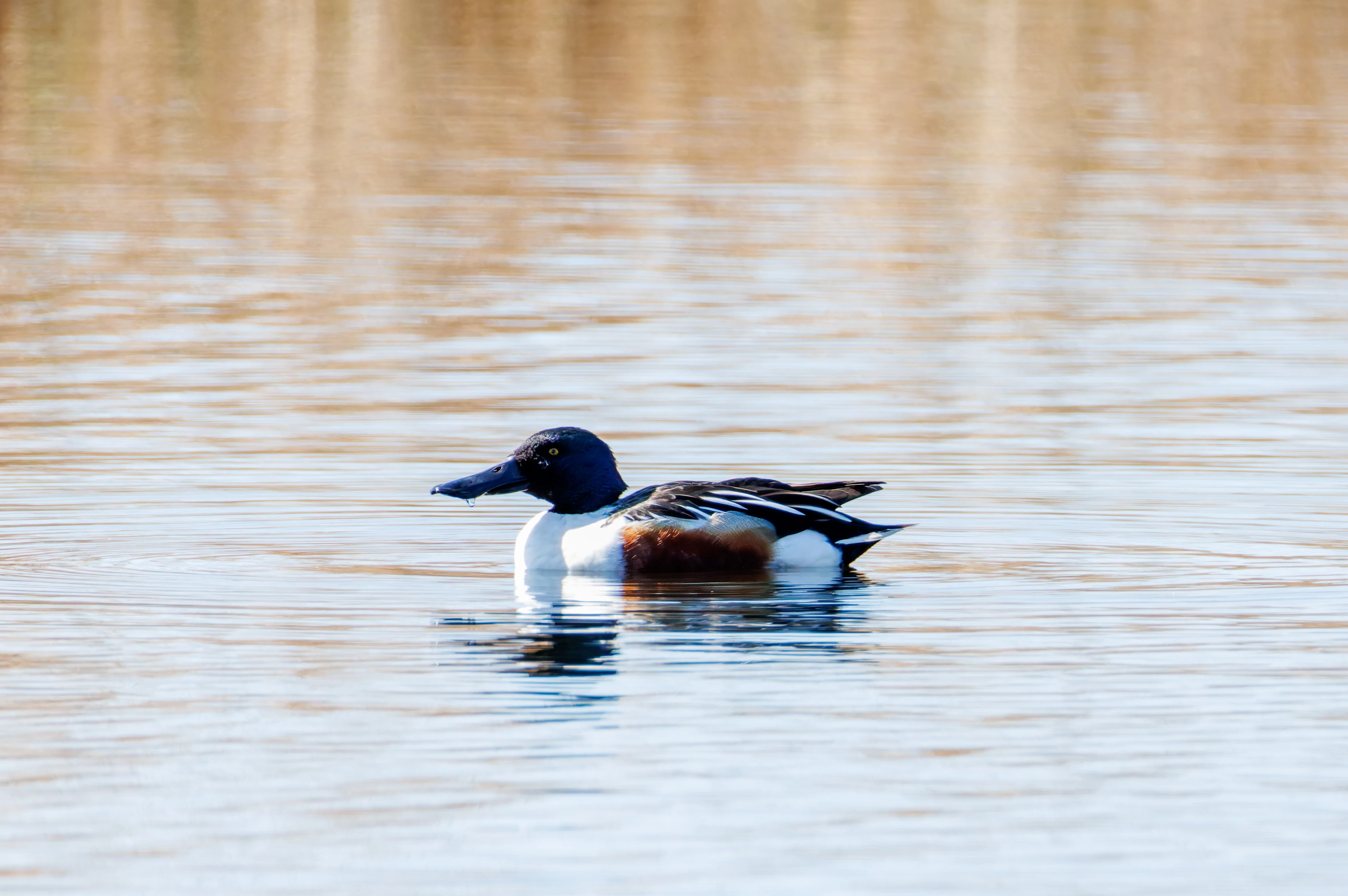 Shoveler, Ham Wall, Ashcott, UK — photo by Orlando Prugel-Bennett
