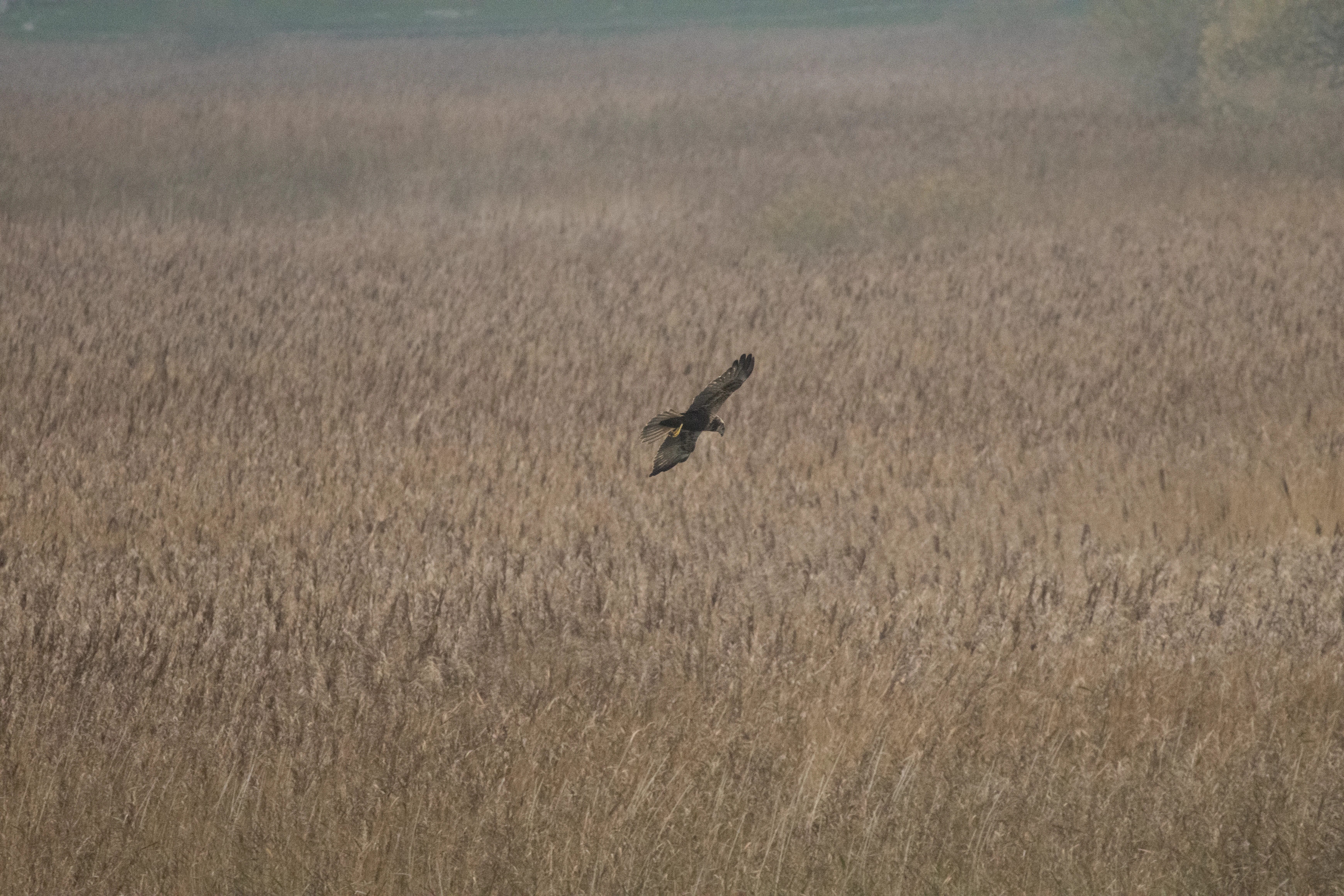Marsh Harrier, Leighton Moss, UK — photo by Orlando Prugel-Bennett