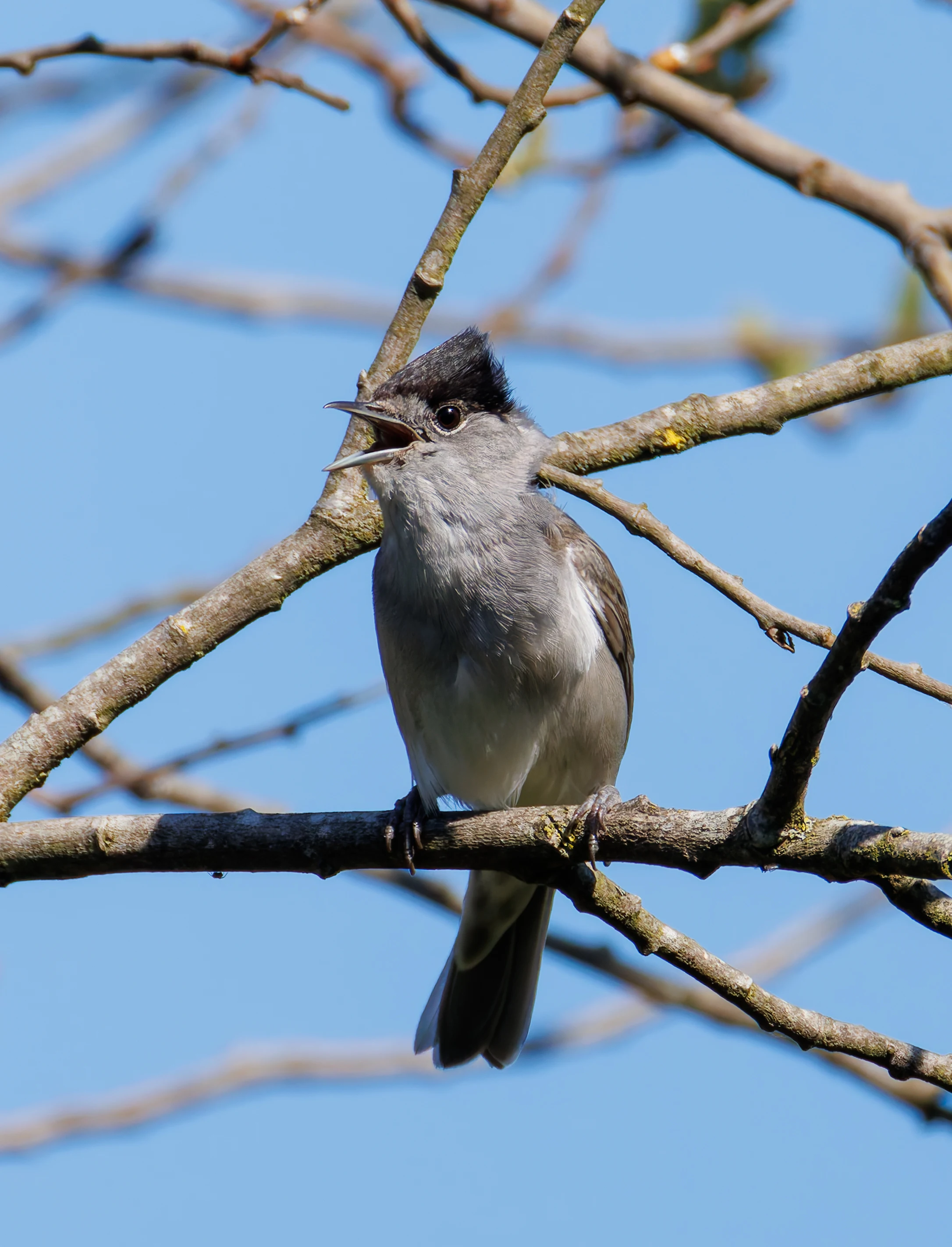 Blackcap, Ham Wall, Ashcott, UK — photo by Orlando Prugel-Bennett
