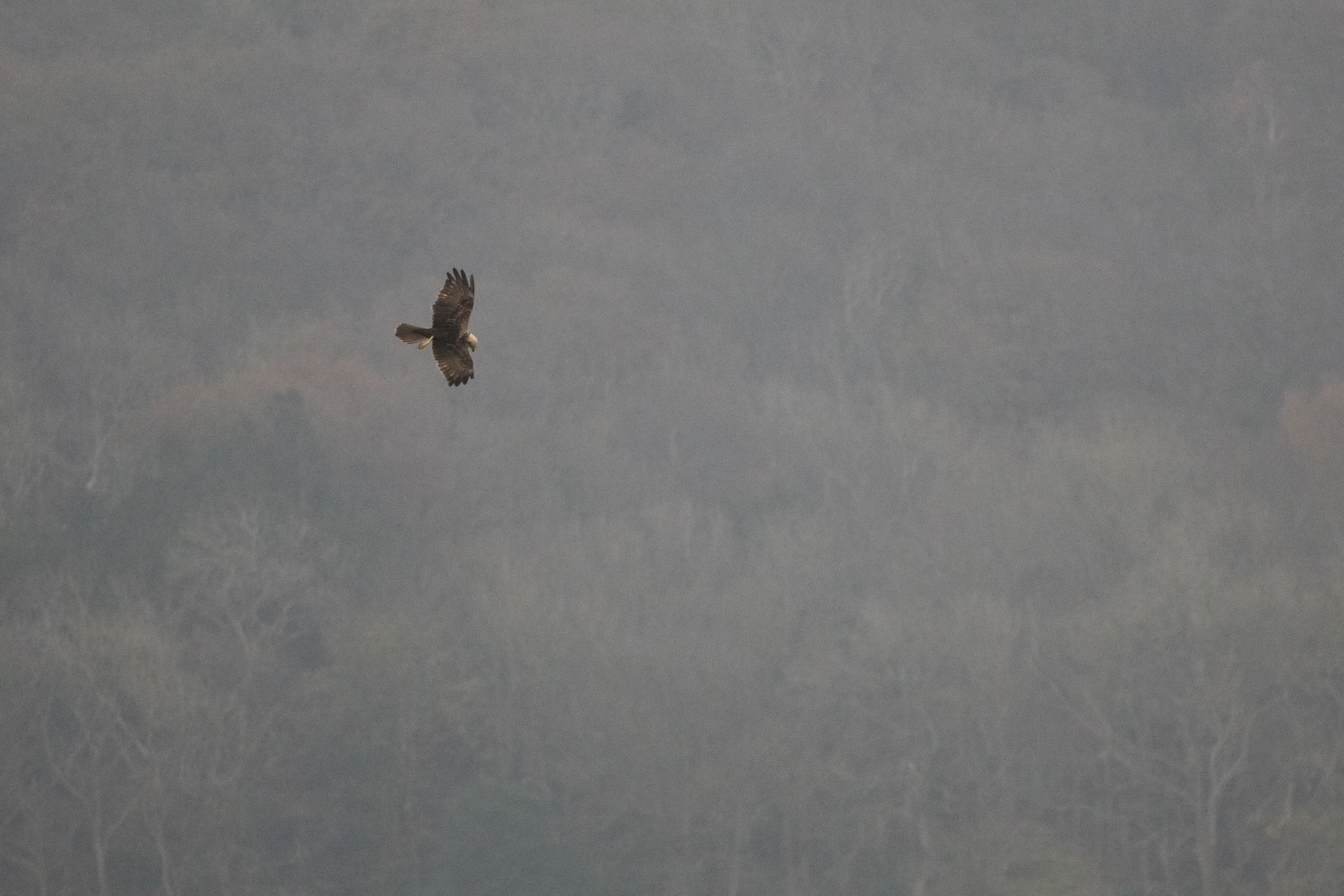 Marsh Harrier, Leighton Moss, UK — photo by Orlando Prugel-Bennett