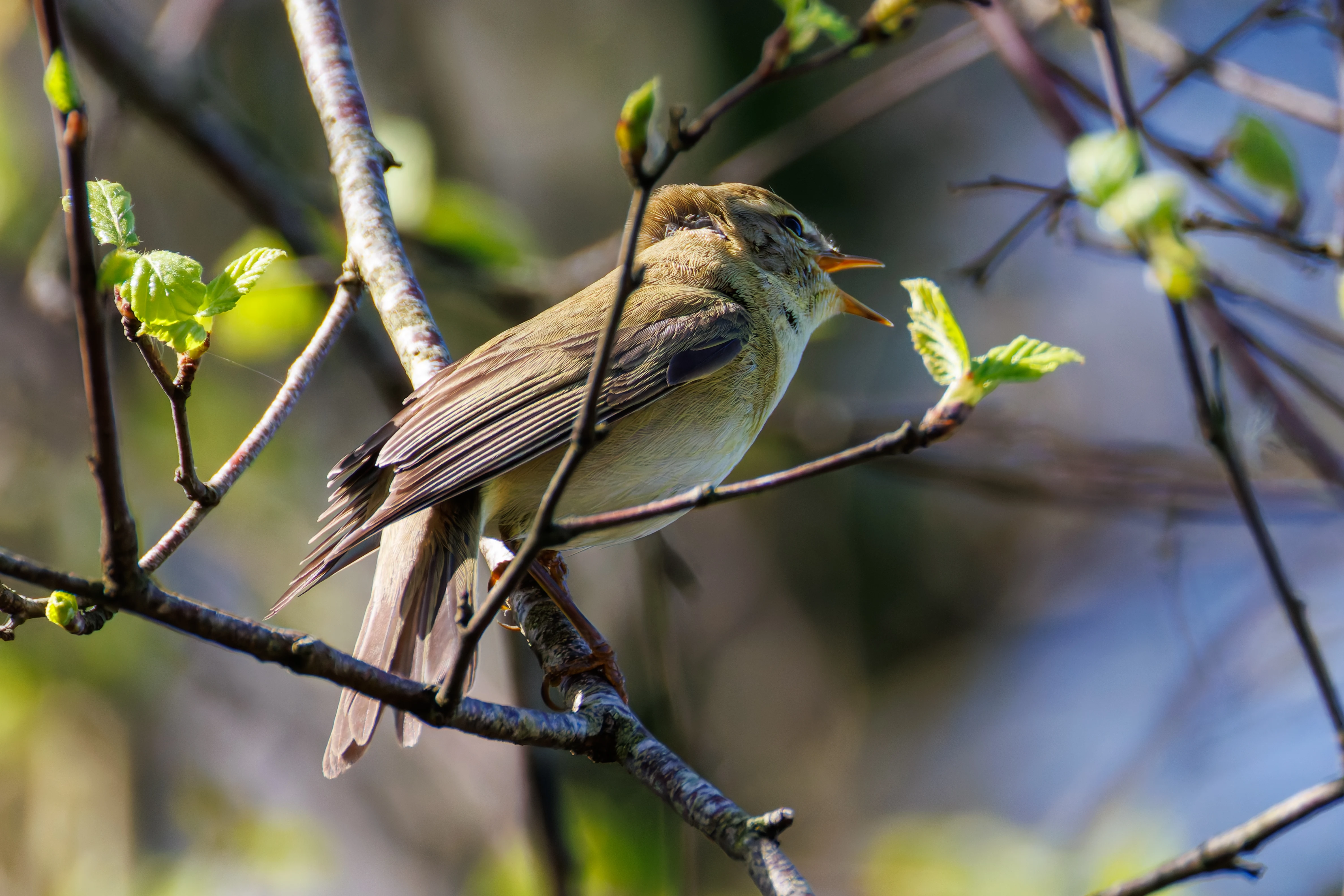Willow Warbler, Ham Wall, Ashcott, UK — photo by Orlando Prugel-Bennett