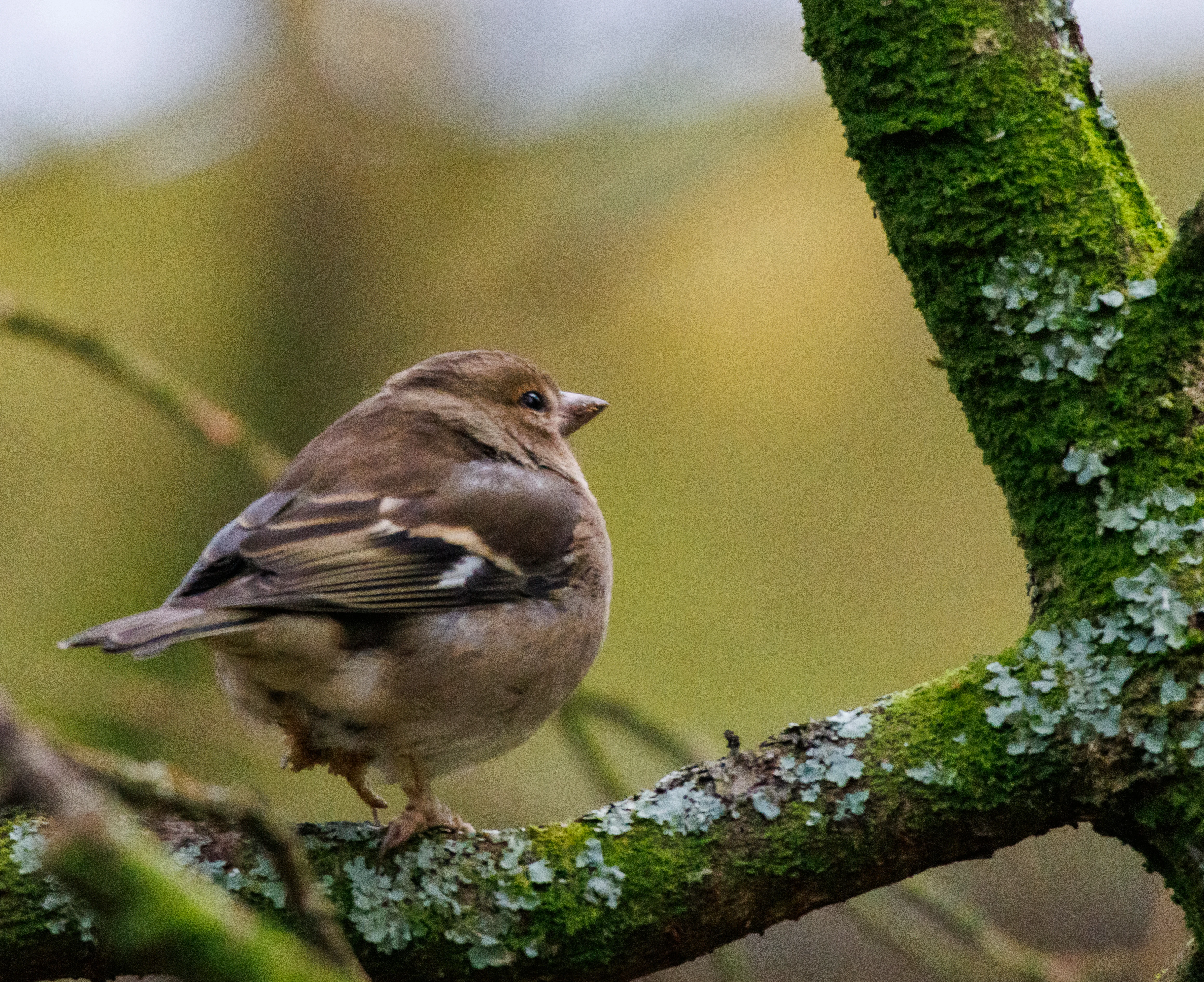 Chaffinch, Leighton Moss, UK — photo by Orlando Prugel-Bennett