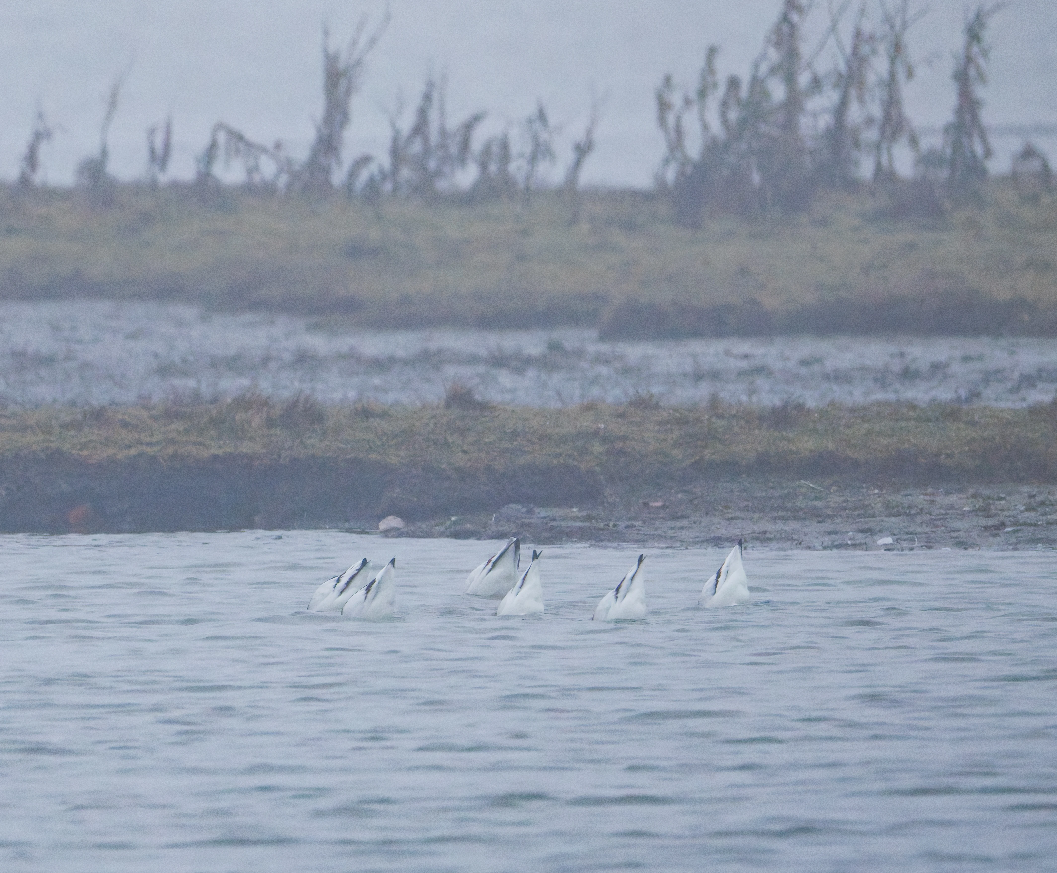 Avocets, Zeeland, Netherlands — photo by Orlando Prugel-Bennett