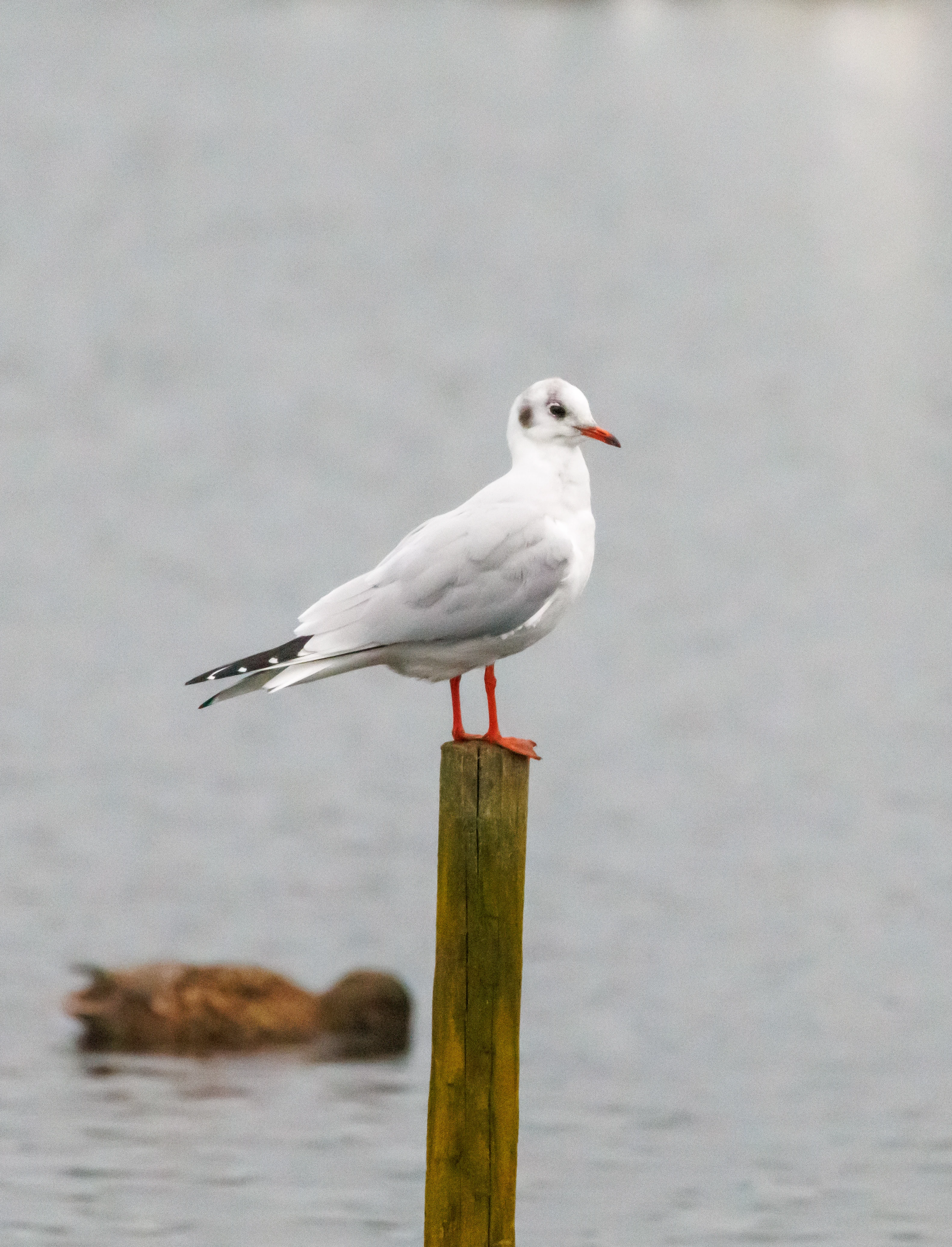 Black-headed gull
Bird
Black-headed gull
Bird, Leighton Moss, UK — photo by Orlando Prugel-Bennett