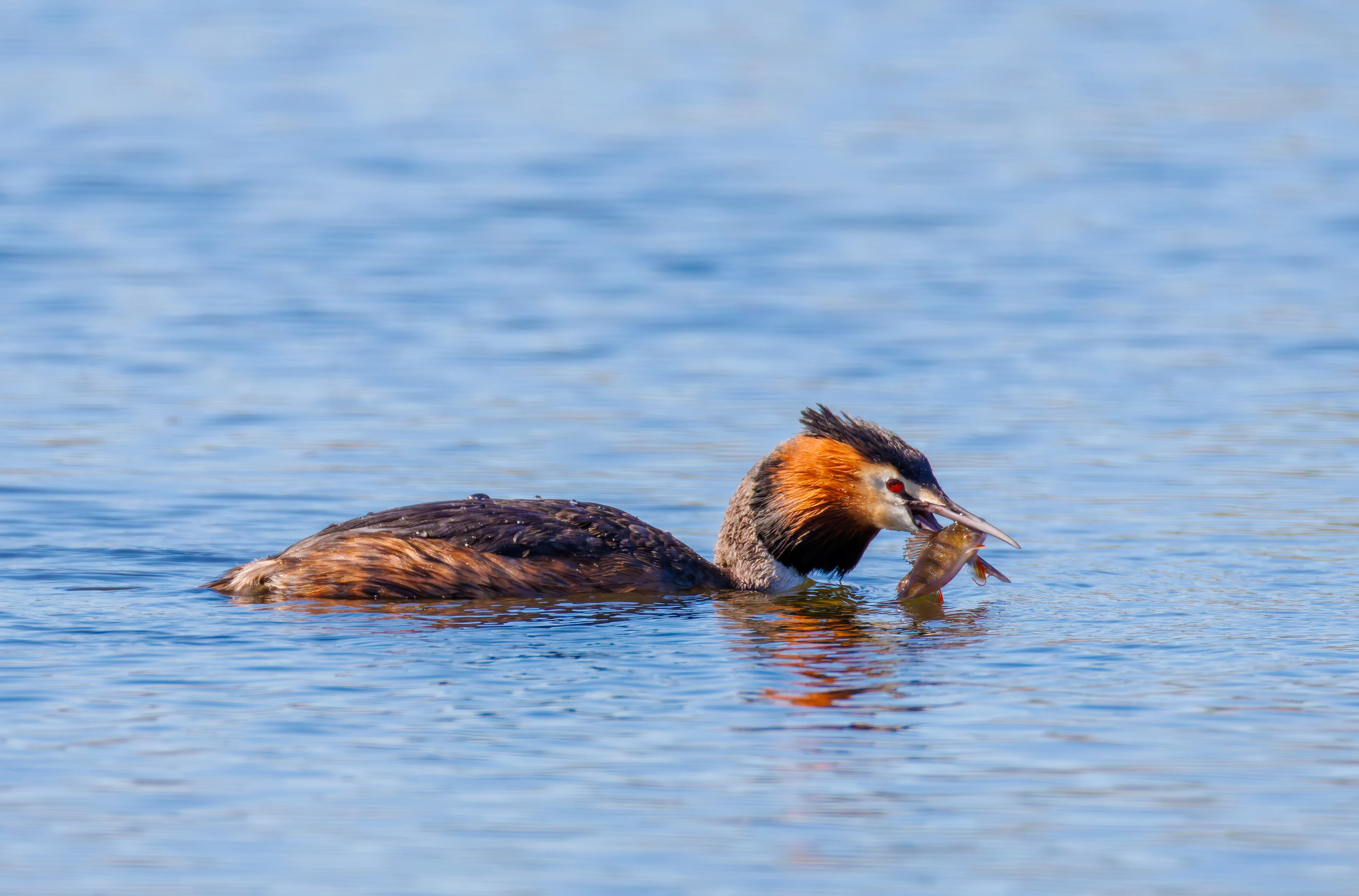 Great Crested Grebe & Perch (Fish), Ham Wall, Ashcott, UK — photo by Orlando Prugel-Bennett